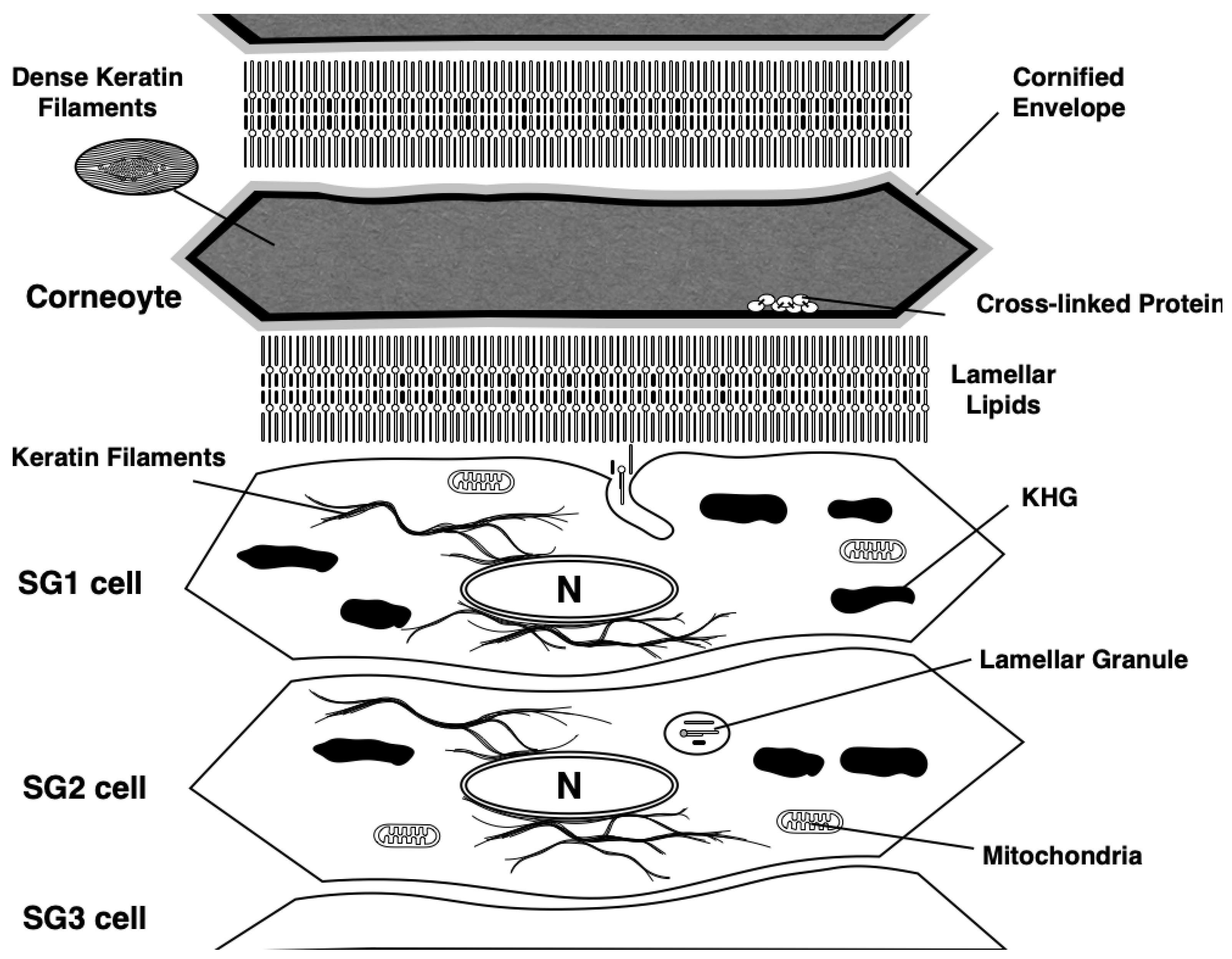 Jdb 11 00043 g004 Jdb 11 00043 g004