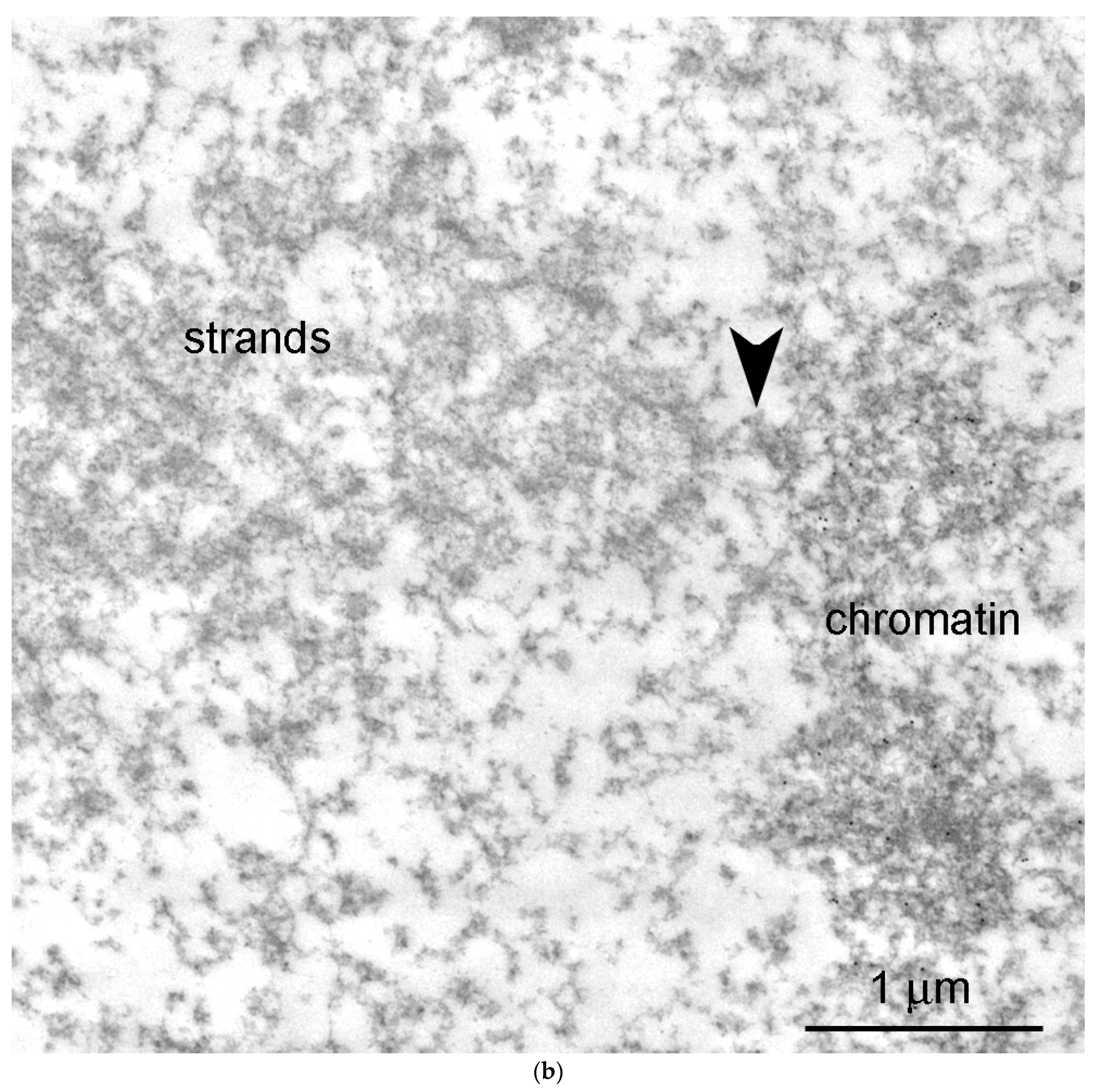 Jdb 11 00044 g004b Jdb 11 00044 g004b