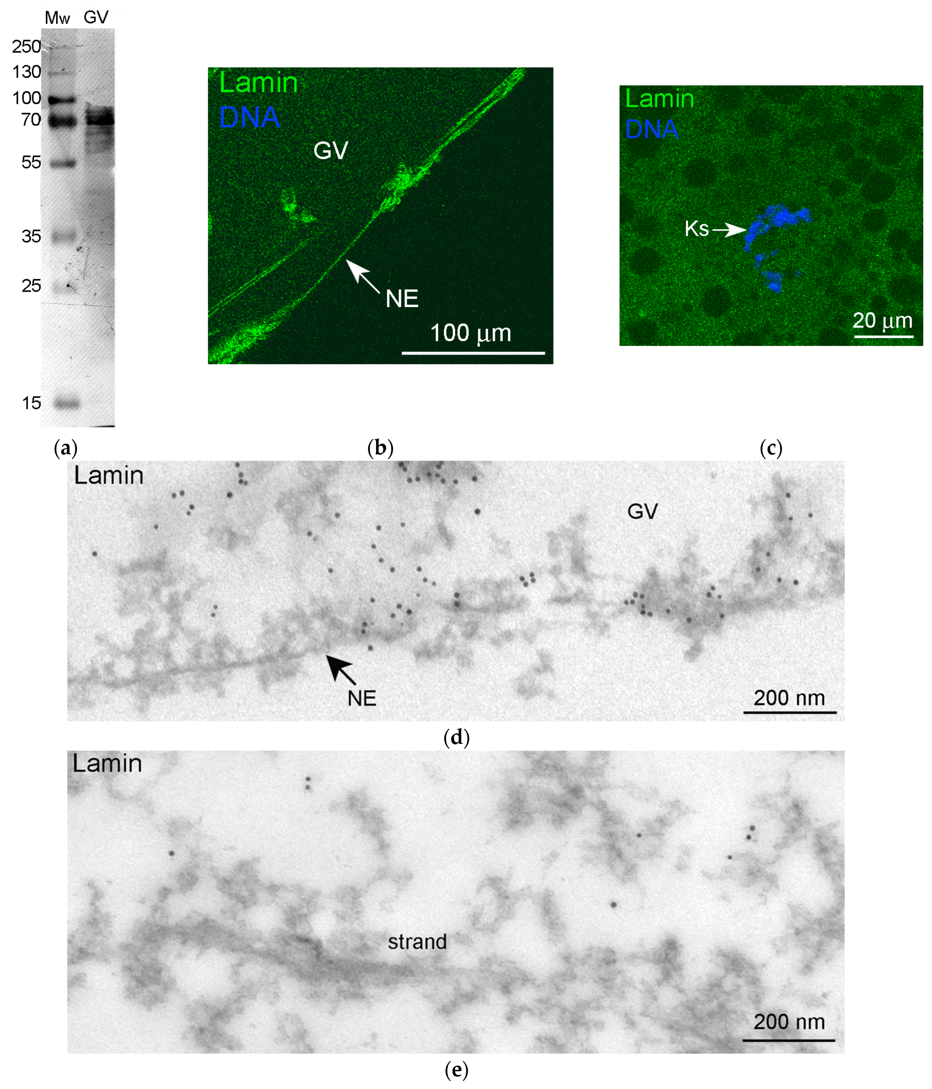 Jdb 11 00044 g007 Jdb 11 00044 g007