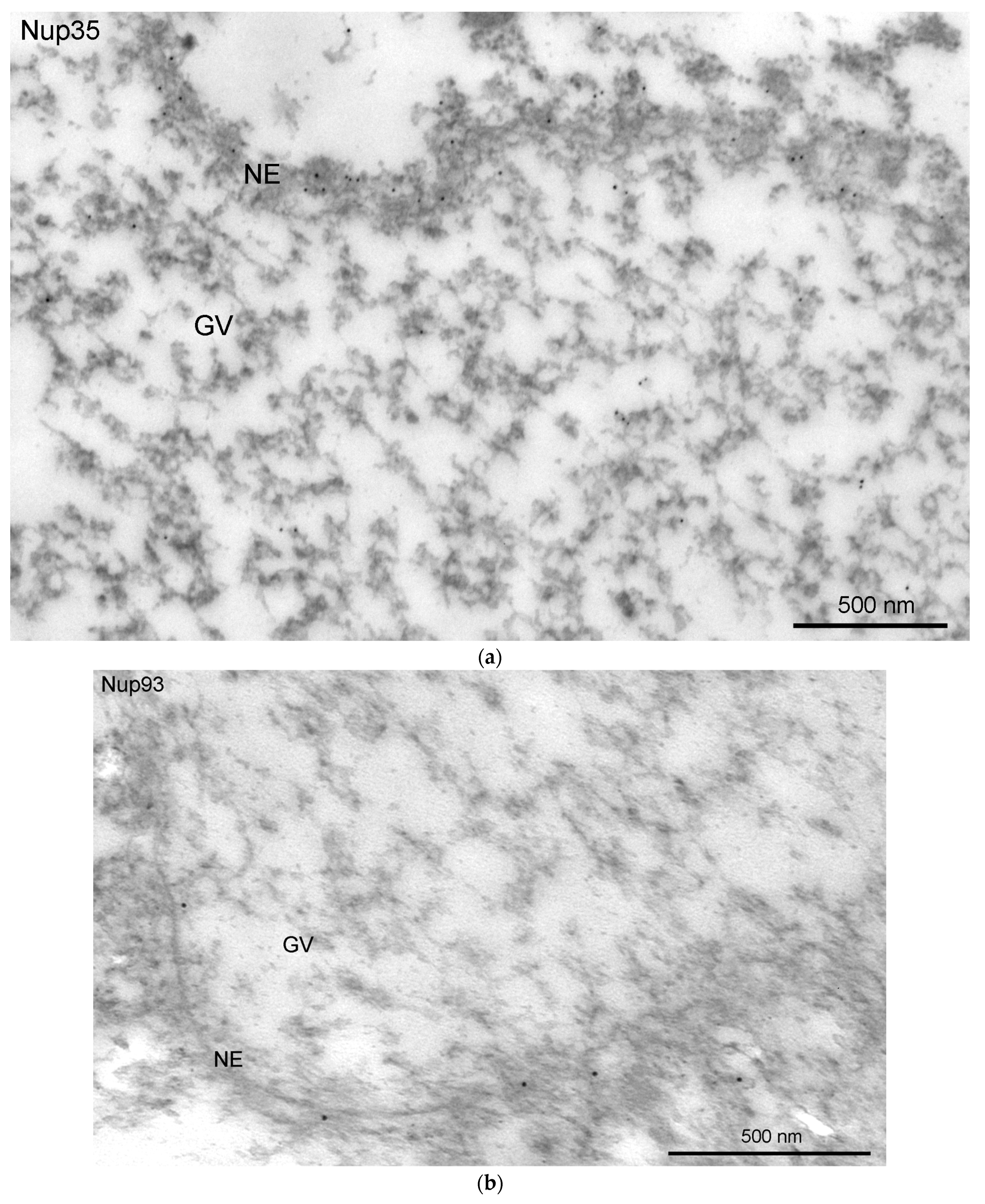 Jdb 11 00044 g009a Jdb 11 00044 g009a