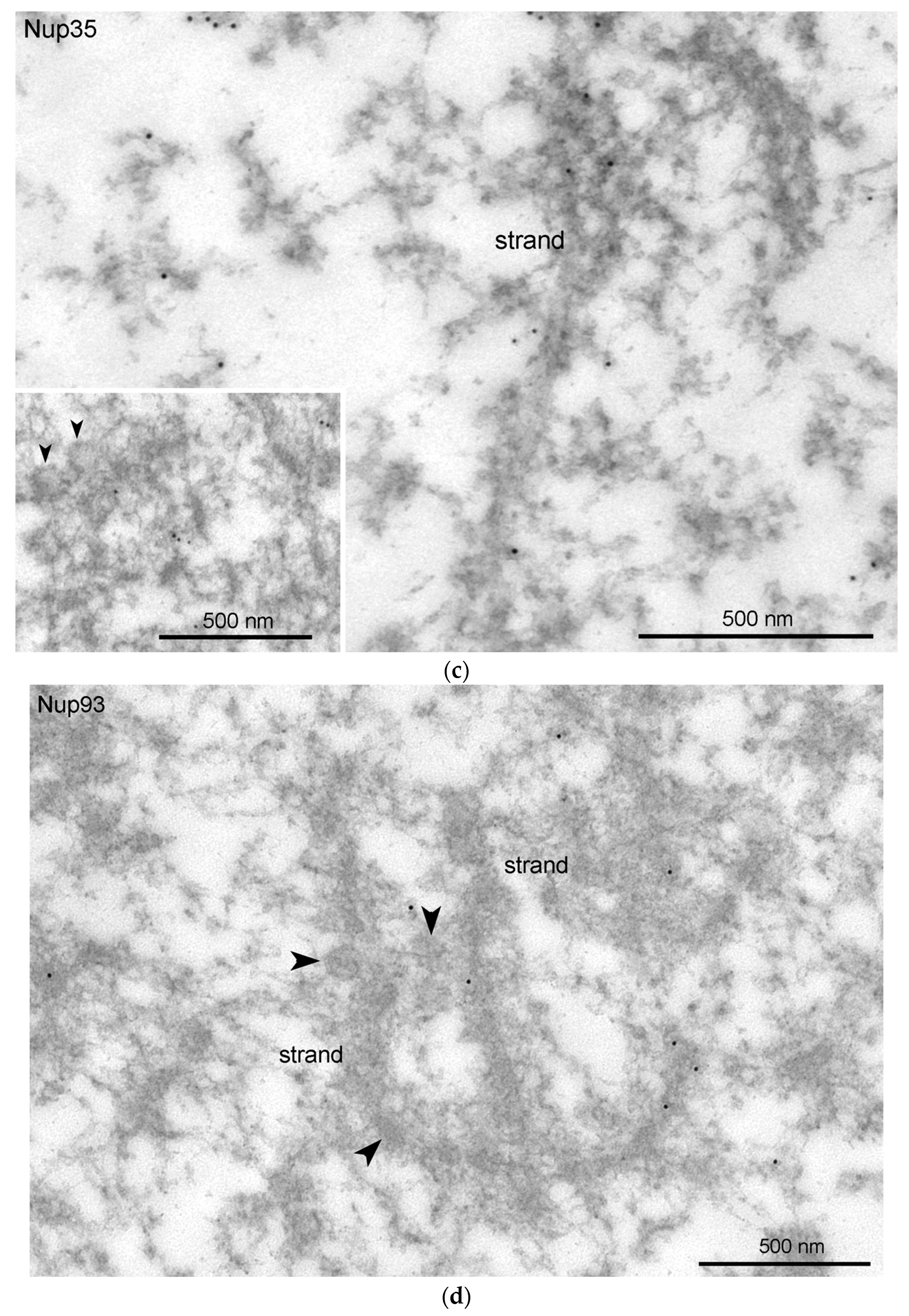 Jdb 11 00044 g009b Jdb 11 00044 g009b