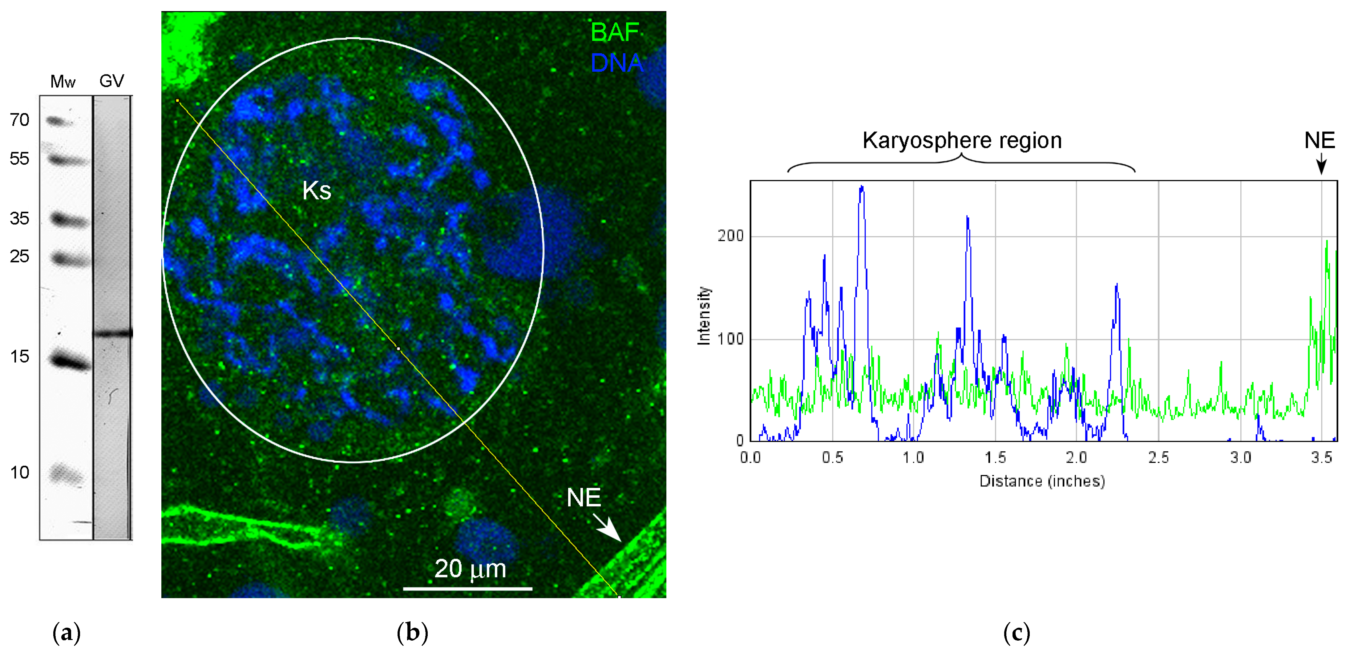 Jdb 11 00044 g010 Jdb 11 00044 g010