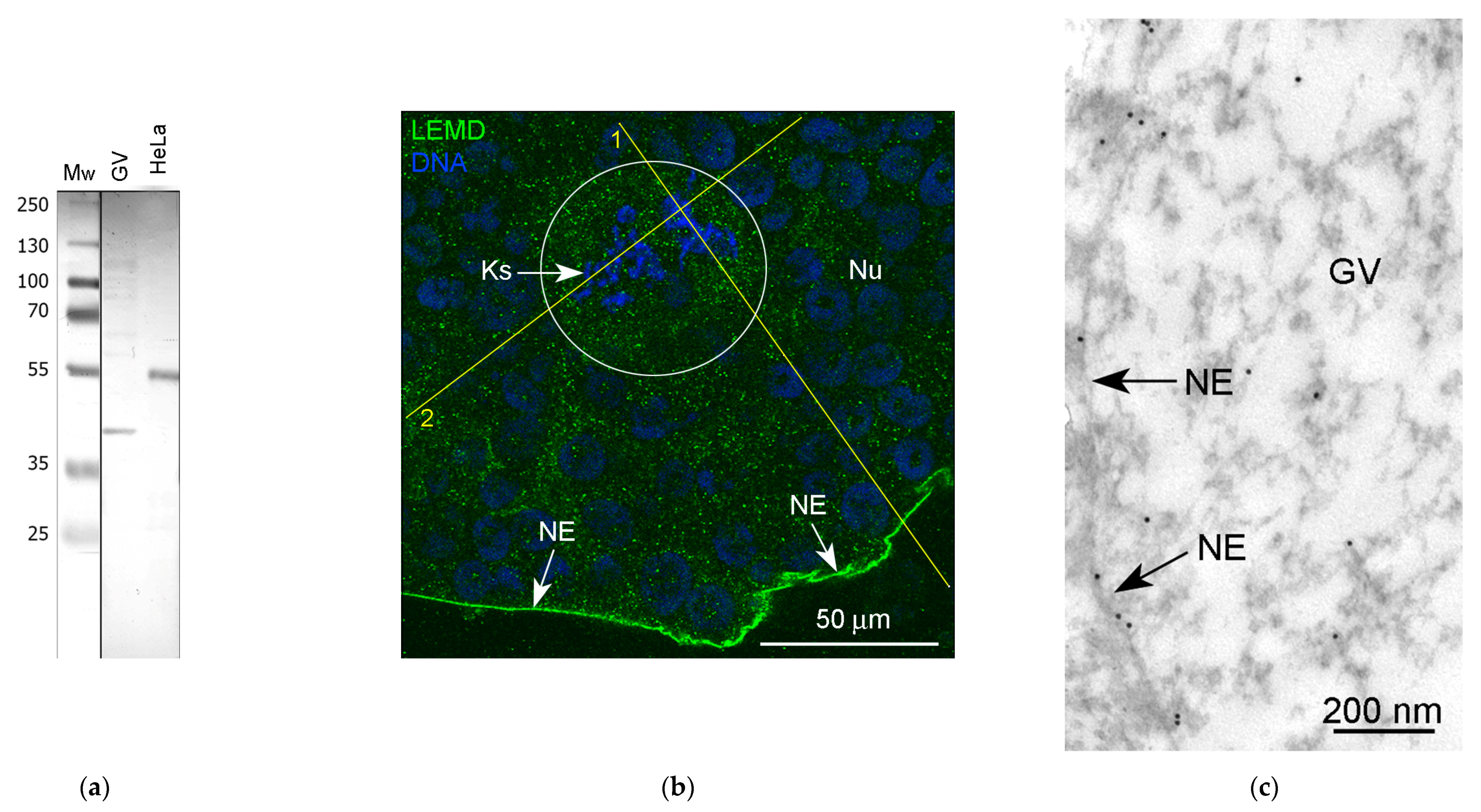 Jdb 11 00044 g012a Jdb 11 00044 g012a