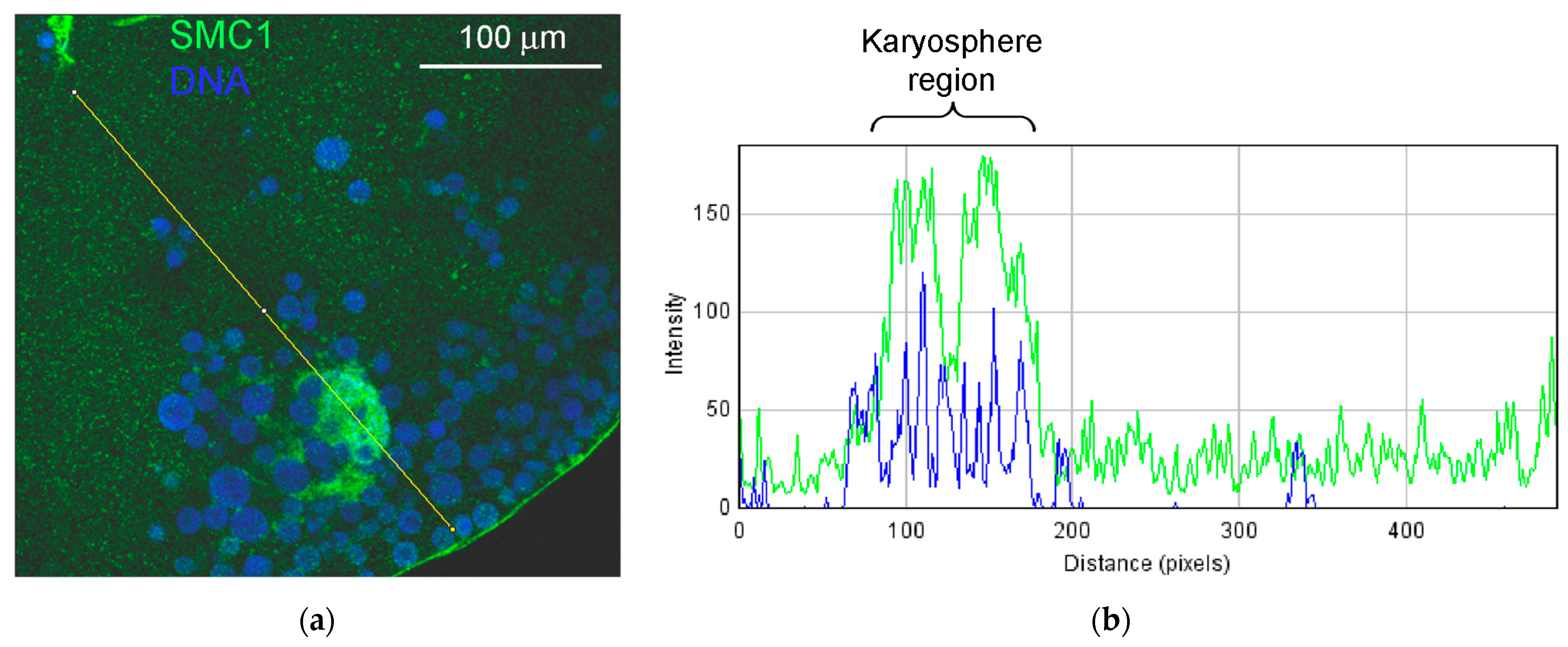 Jdb 11 00044 g015 Jdb 11 00044 g015