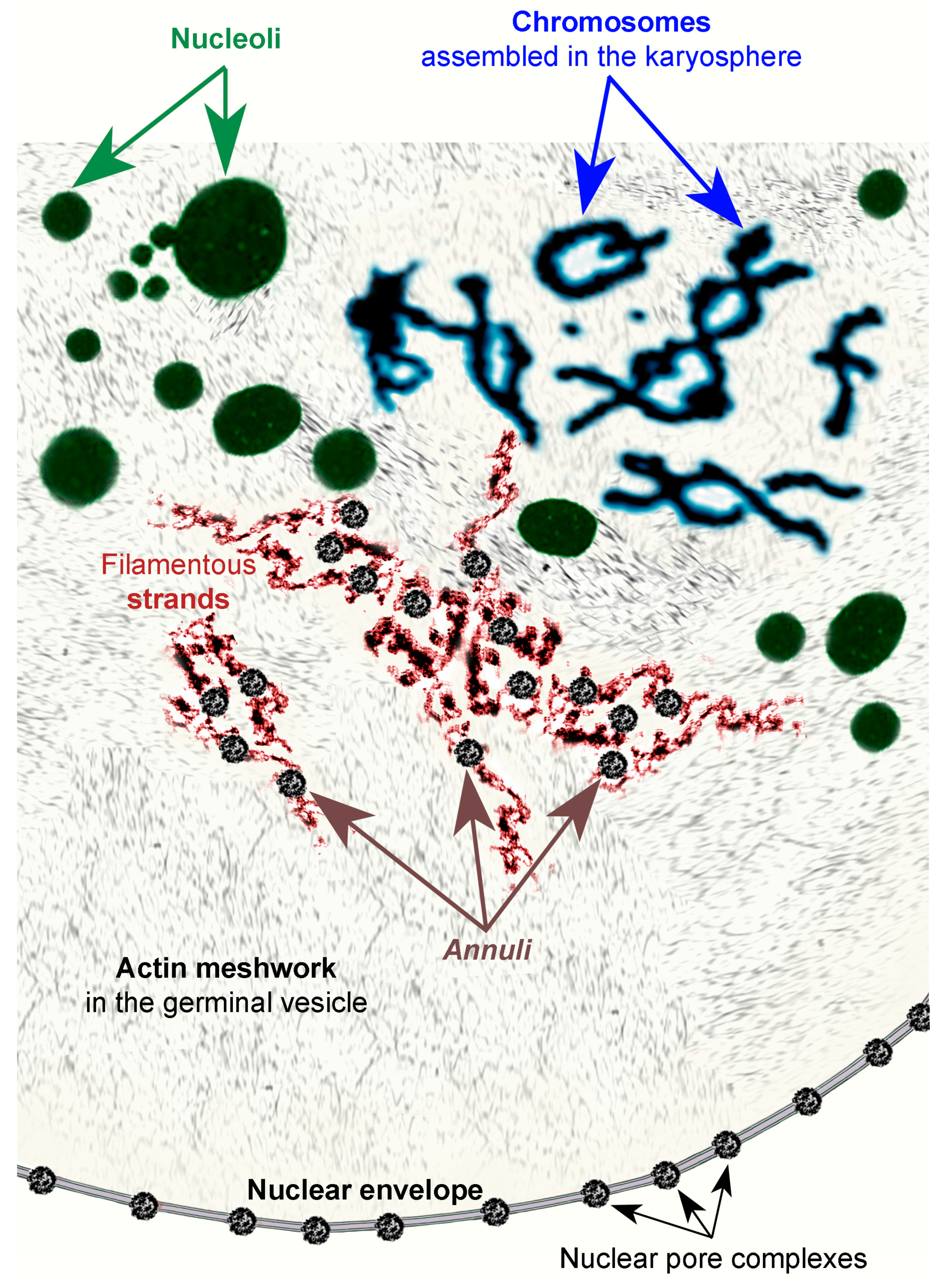 Jdb 11 00044 g017 Jdb 11 00044 g017