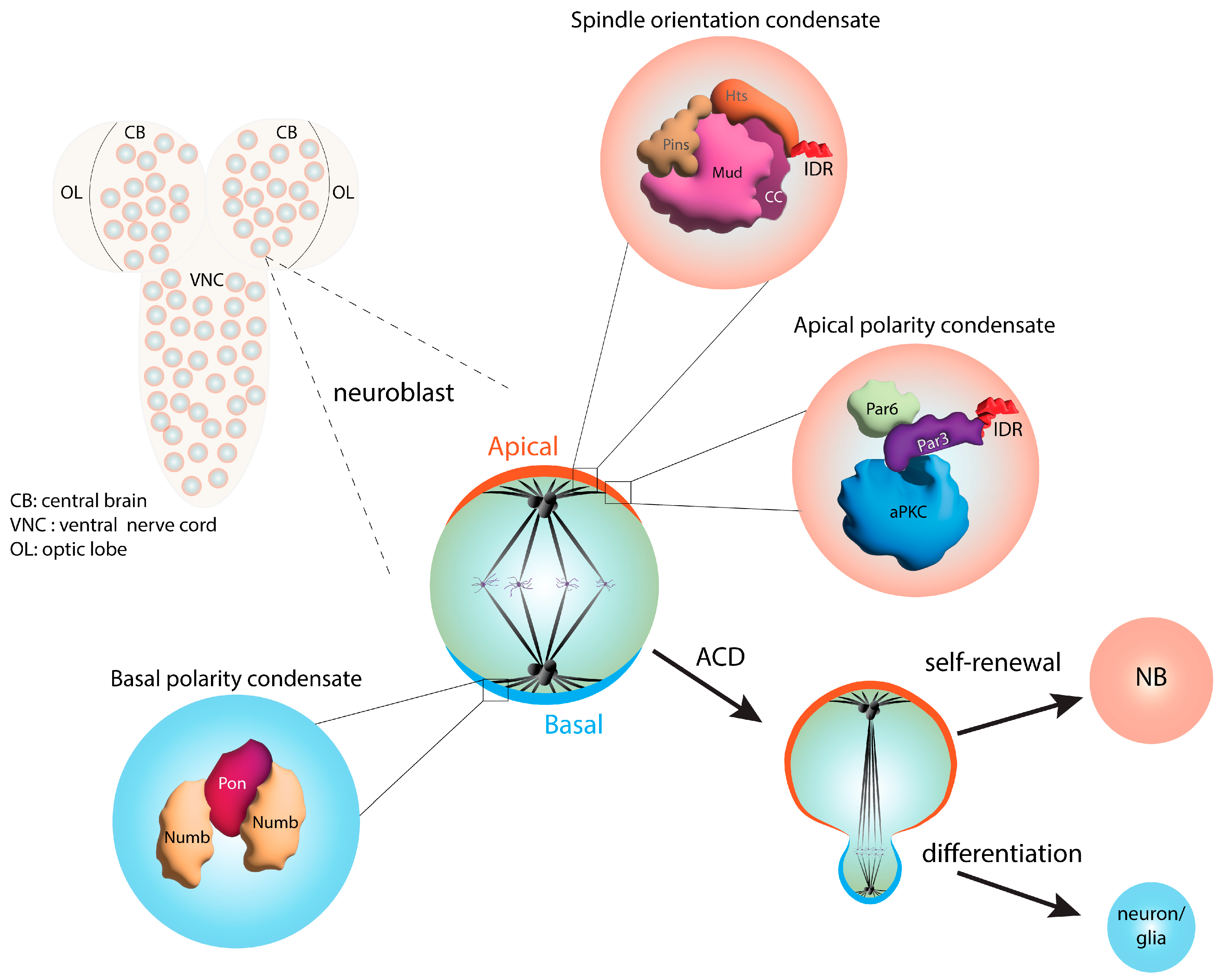 Jdb 11 00045 g004 Jdb 11 00045 g004