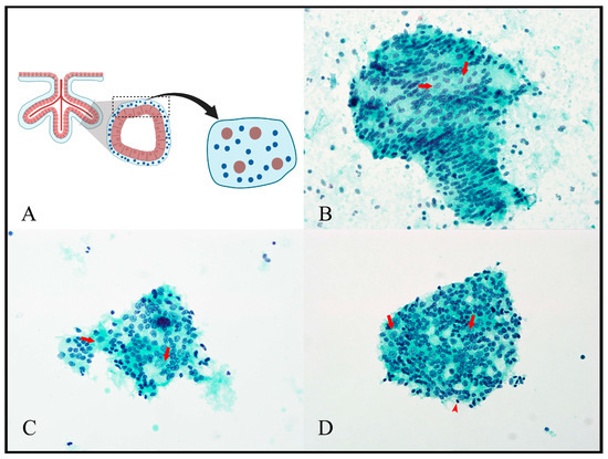 Cytology Techniques Can Provide Insight into Human Placental Structure ...