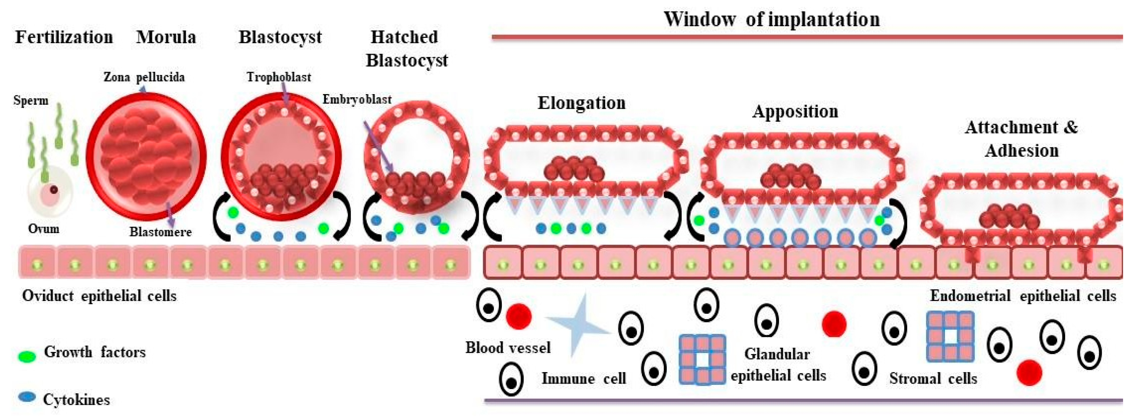 Jdb 12 00002 g001 Jdb 12 00002 g001