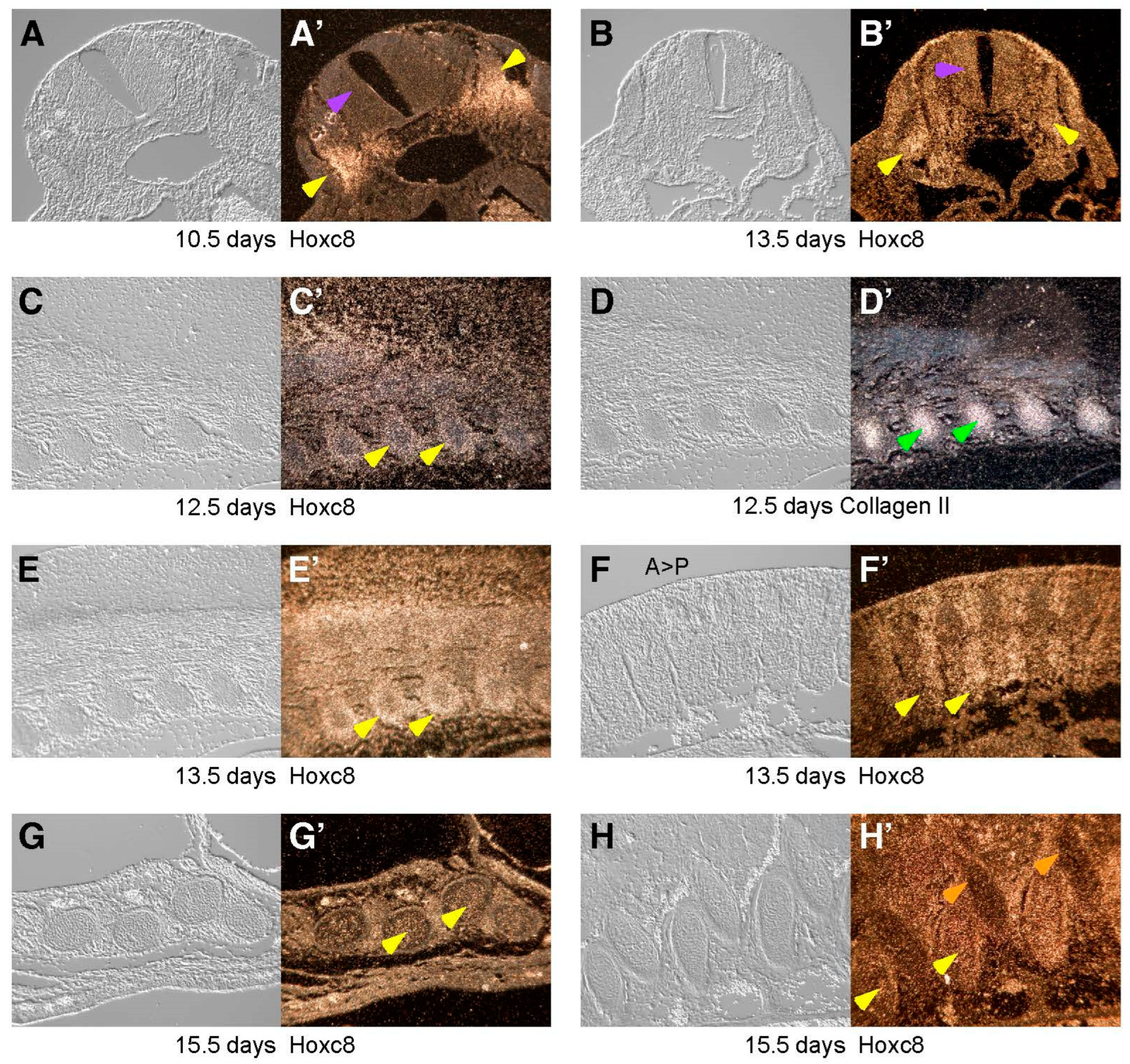 Jdb 12 00005 g001 Jdb 12 00005 g001