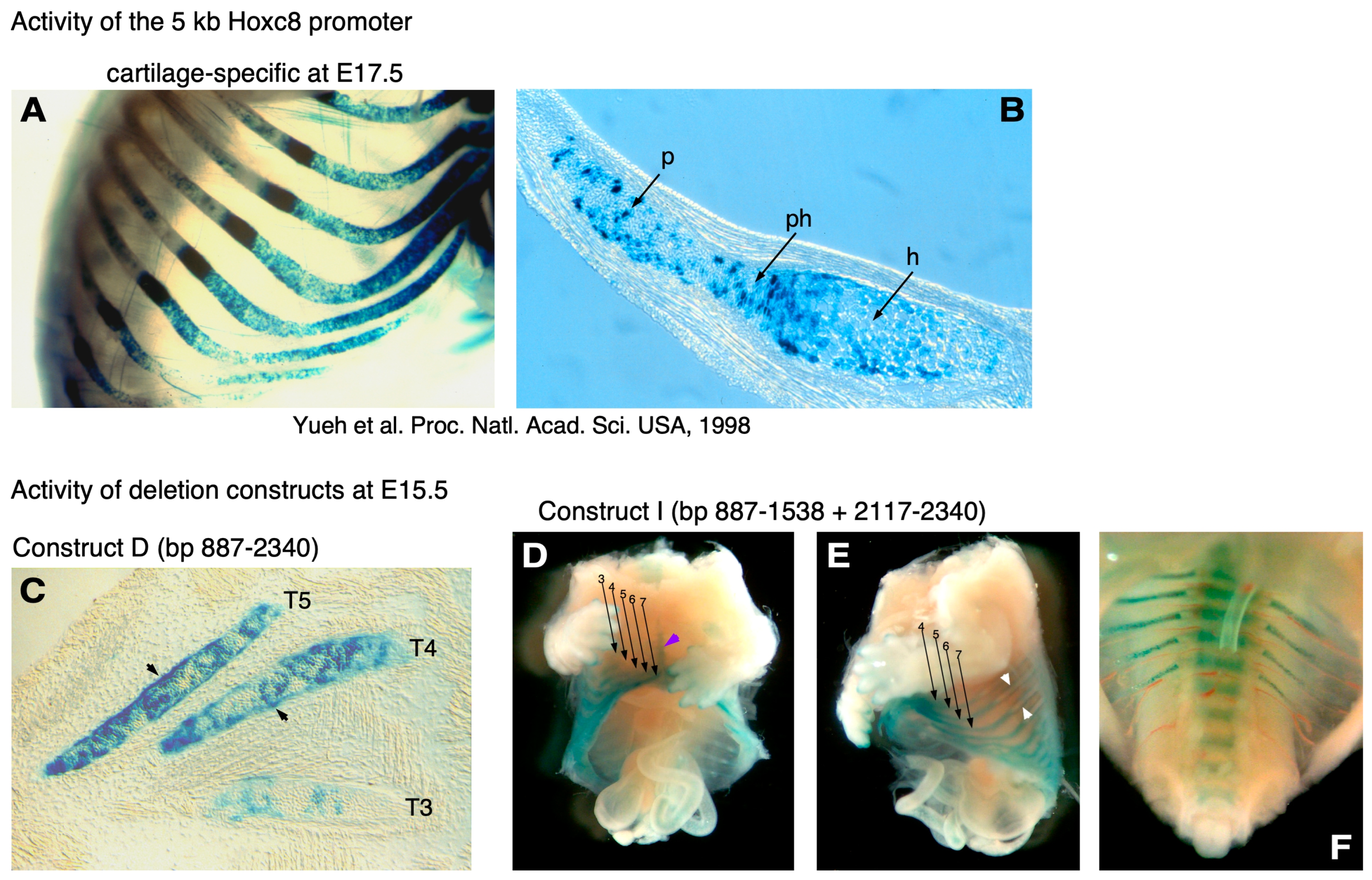 Jdb 12 00005 g003 Jdb 12 00005 g003