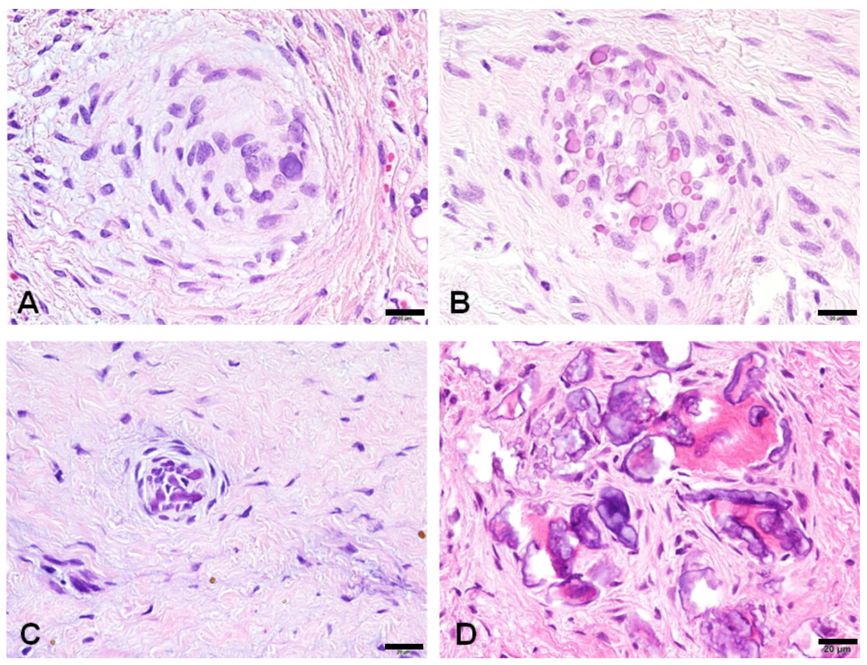 Jdb 12 00007 g003 Jdb 12 00007 g003