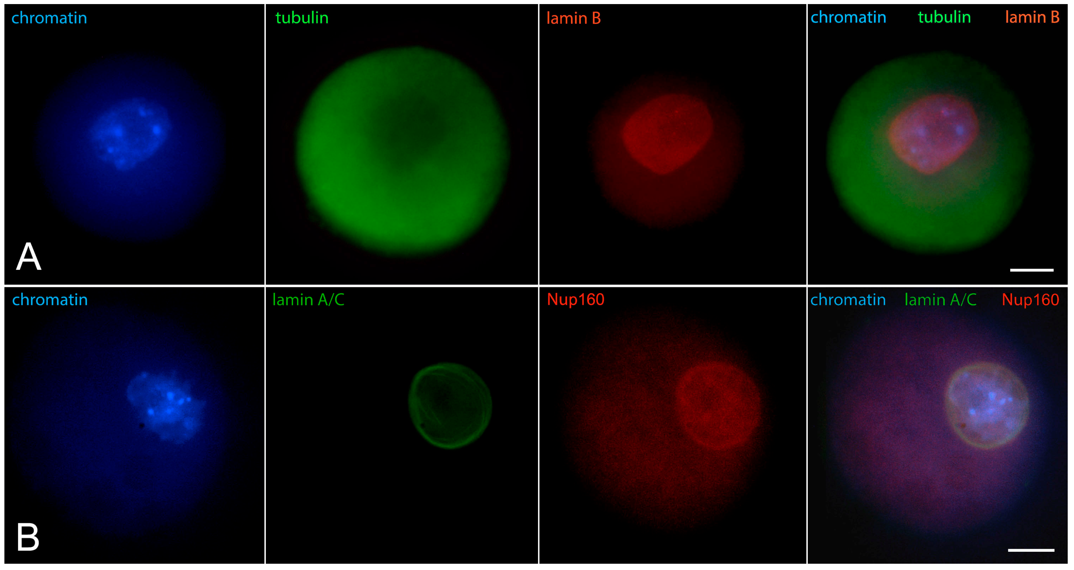 Jdb 12 00028 g001 Jdb 12 00028 g001