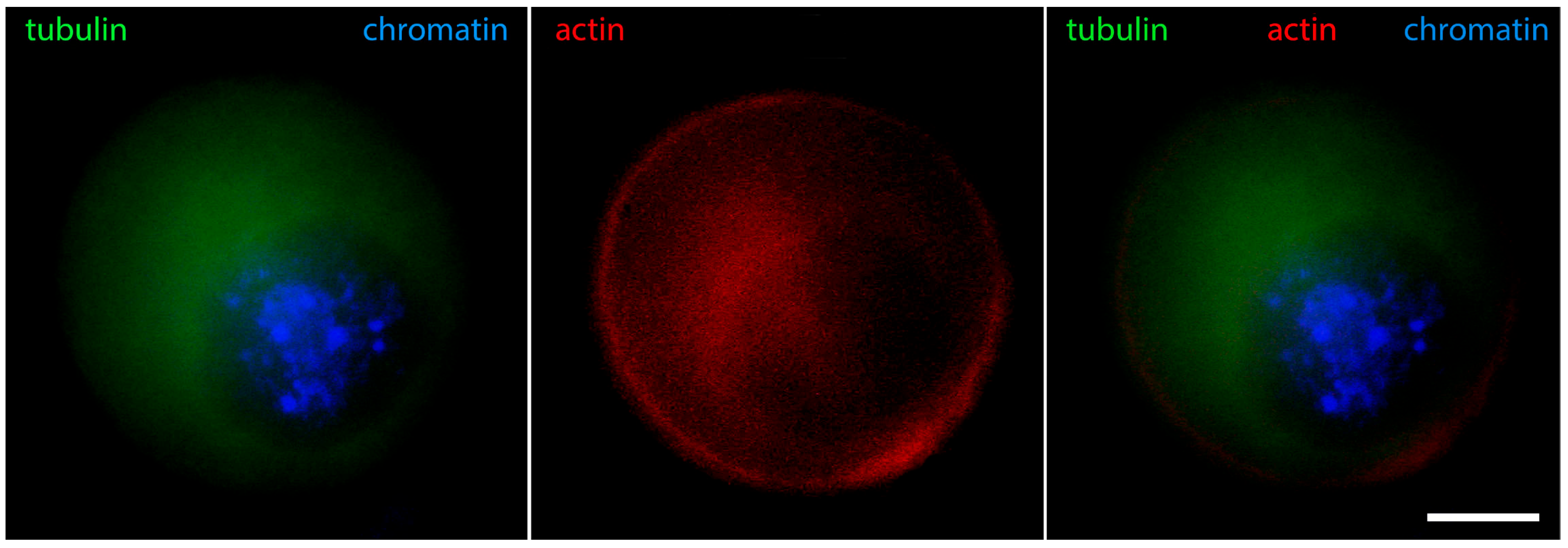 Jdb 12 00028 g002 Jdb 12 00028 g002