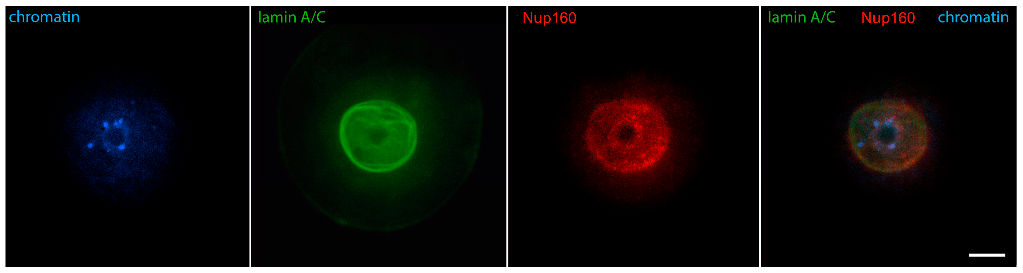 Jdb 12 00028 g005 Jdb 12 00028 g005