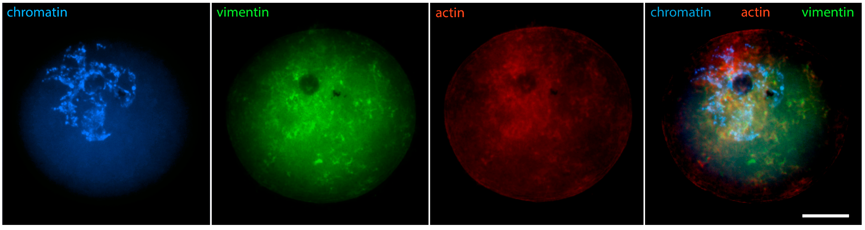 Jdb 12 00028 g008 Jdb 12 00028 g008