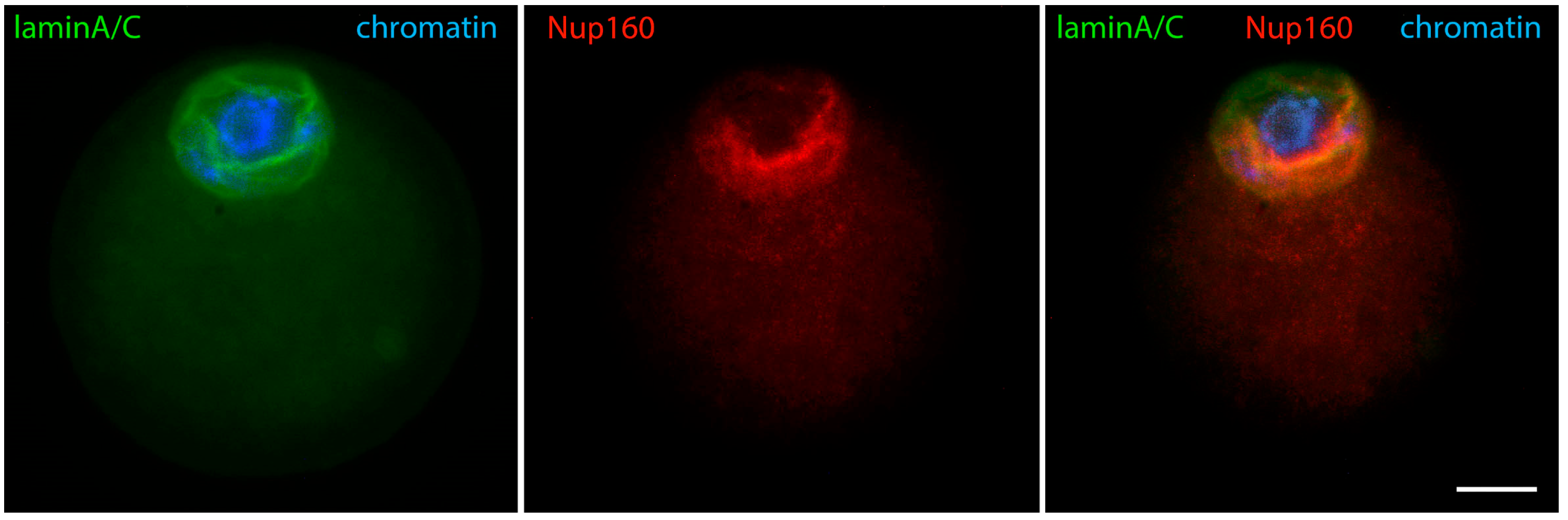 Jdb 12 00028 g009 Jdb 12 00028 g009