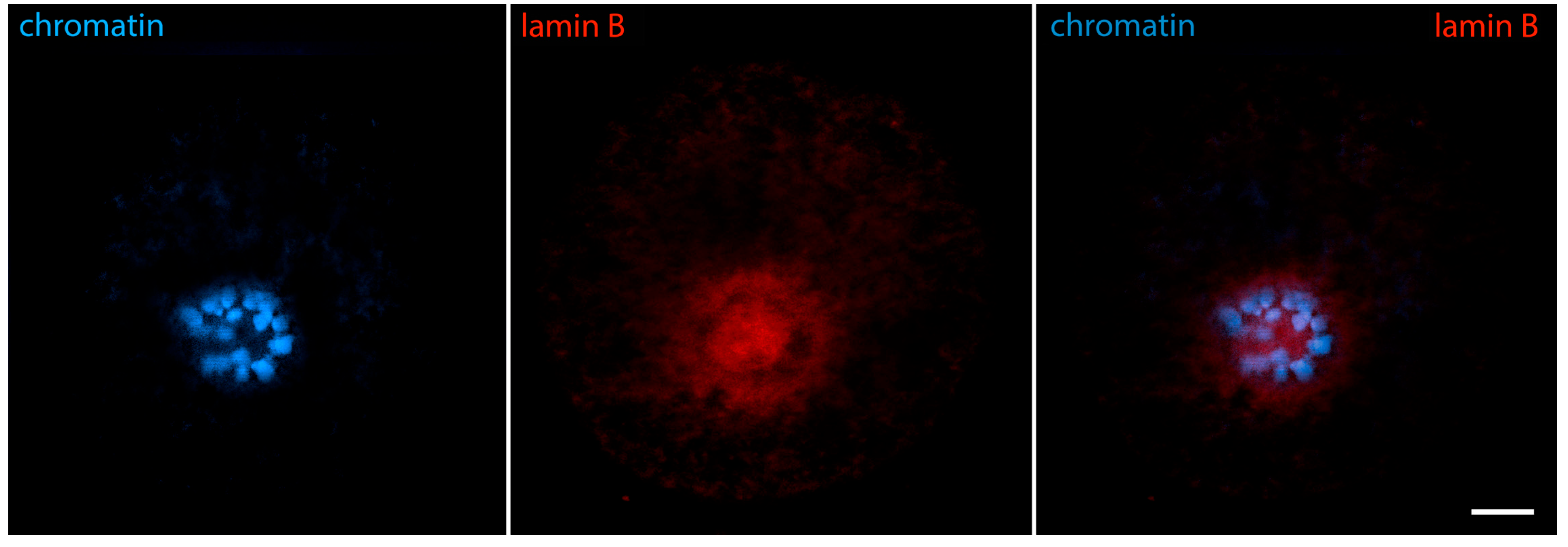 Jdb 12 00028 g010 Jdb 12 00028 g010