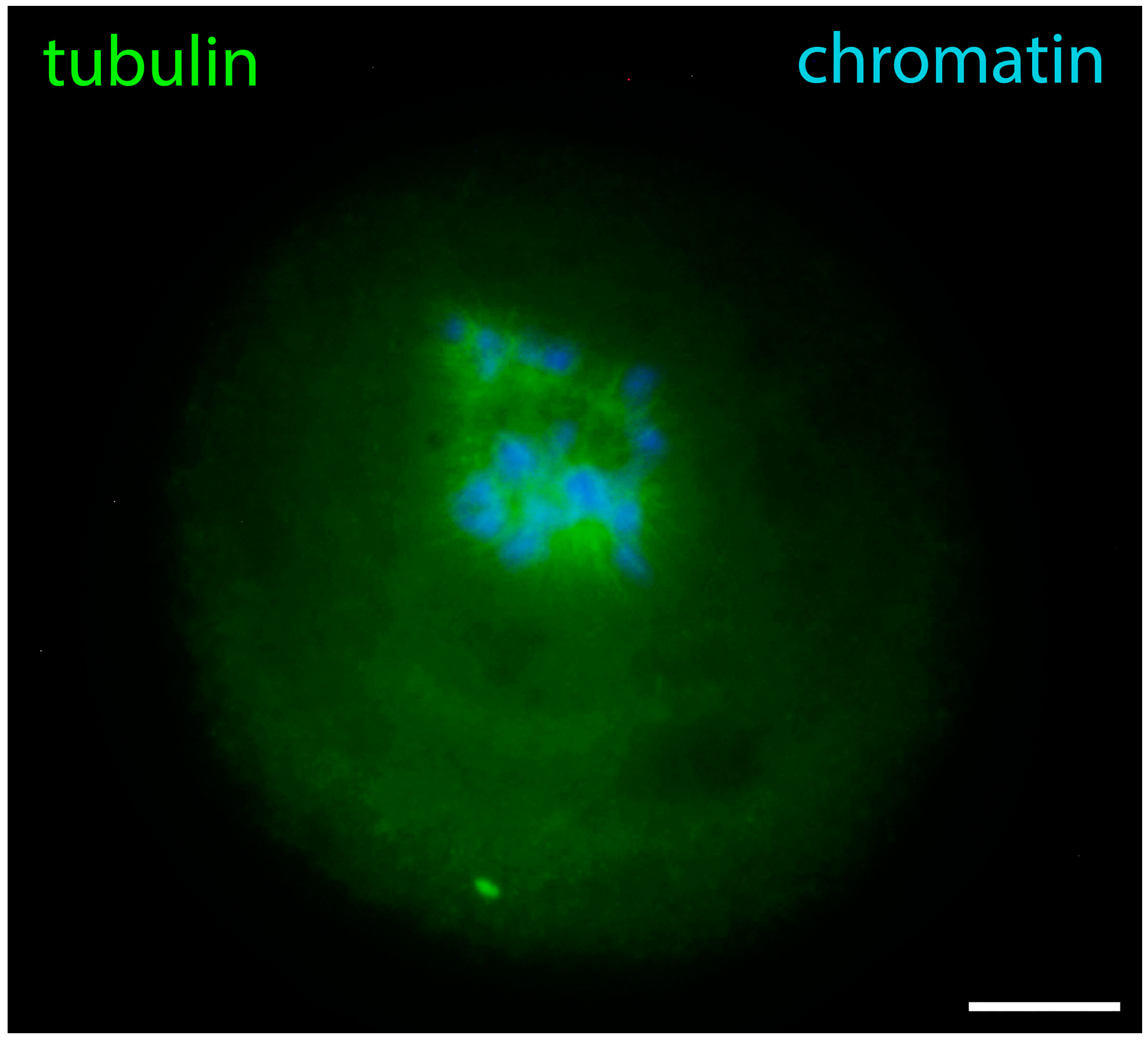 Jdb 12 00028 g011 Jdb 12 00028 g011