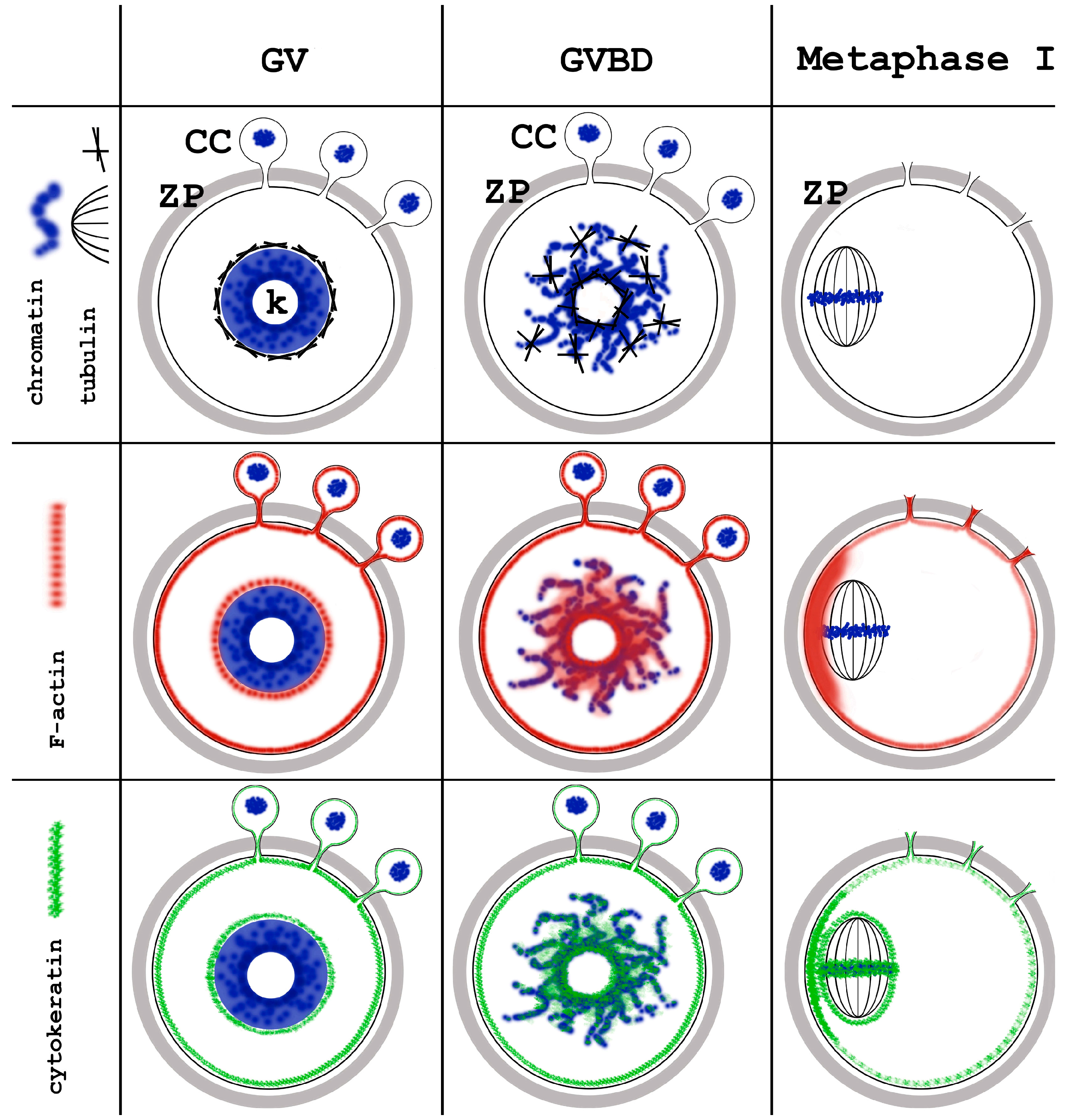 Jdb 12 00028 g016 Jdb 12 00028 g016
