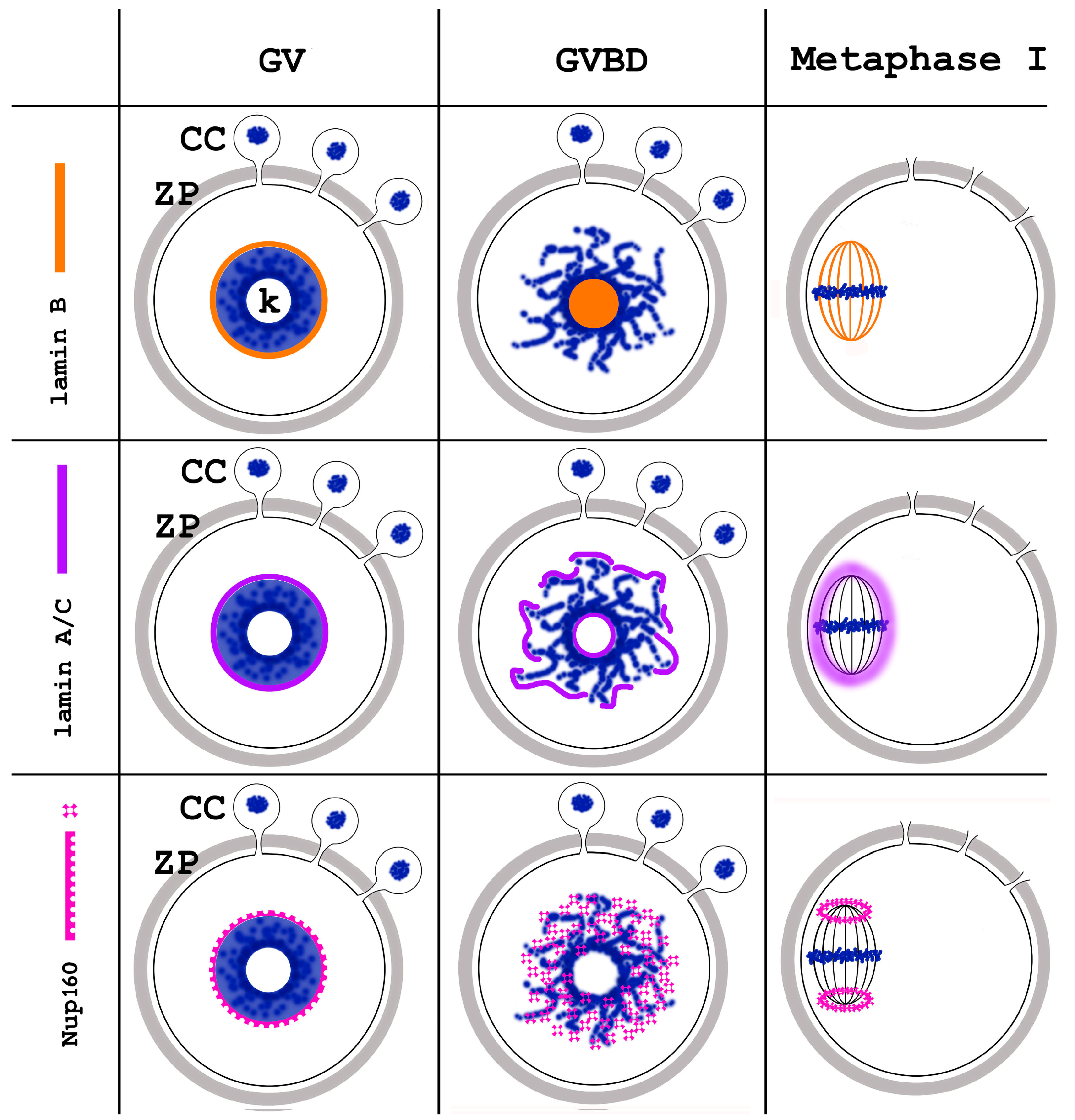 Jdb 12 00028 g017 Jdb 12 00028 g017