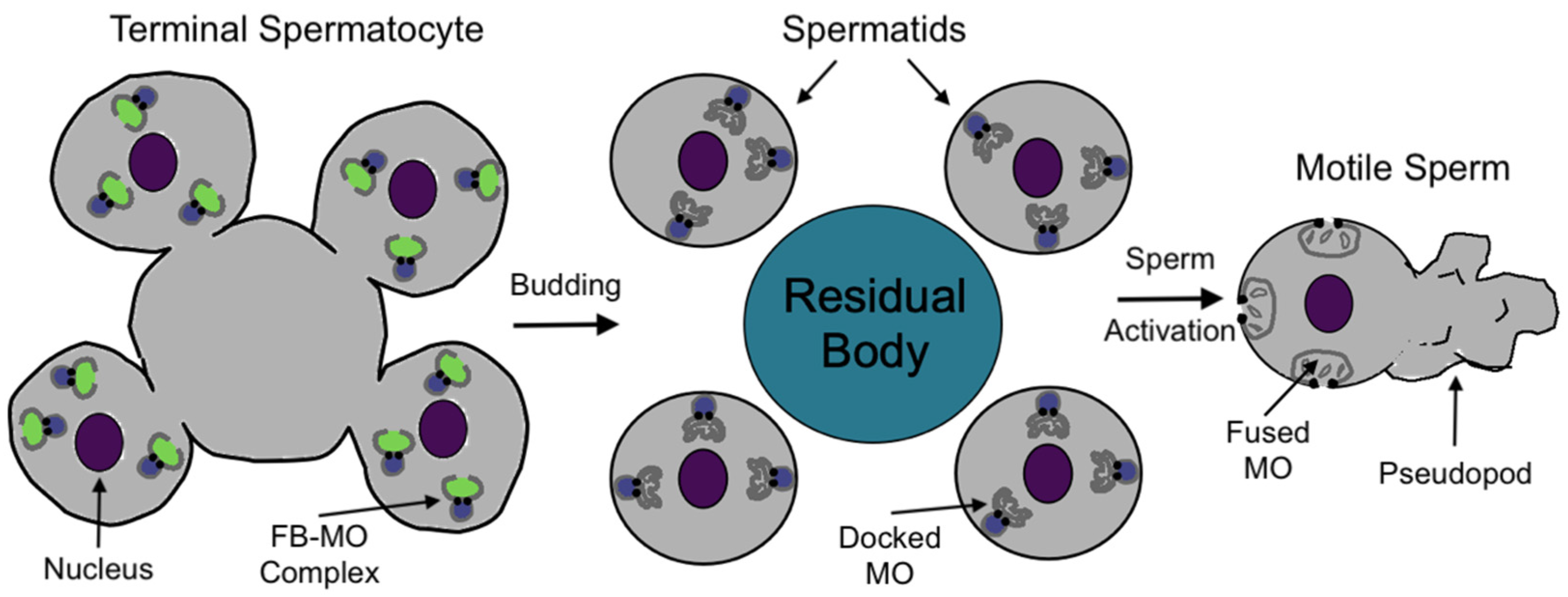 Jdb 13 00004 g001 Jdb 13 00004 g001