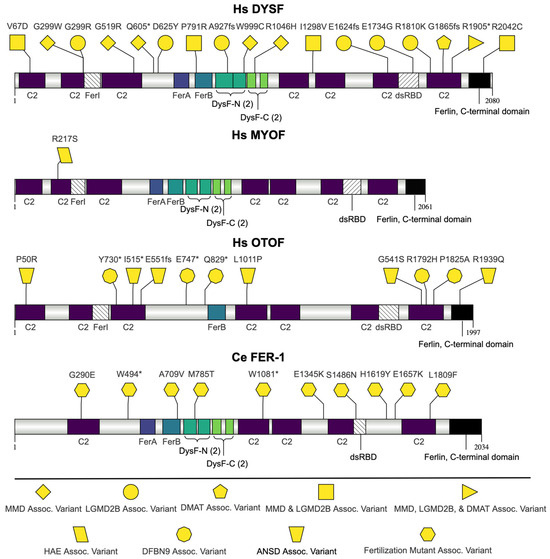 Utilizing C. elegans Spermatogenesis and Fertilization Mutants as a ...