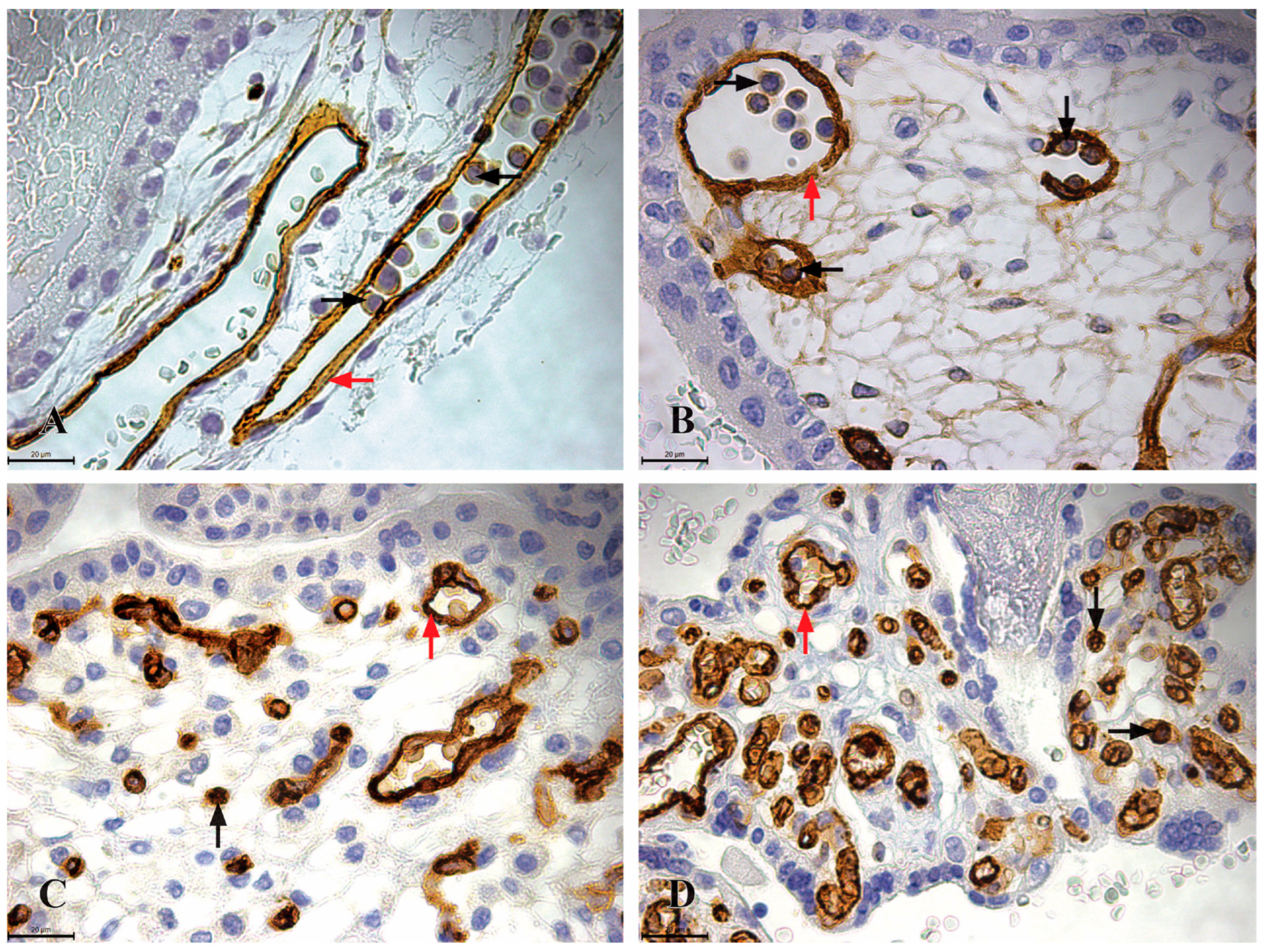 Jdb 13 00016 g002 Jdb 13 00016 g002