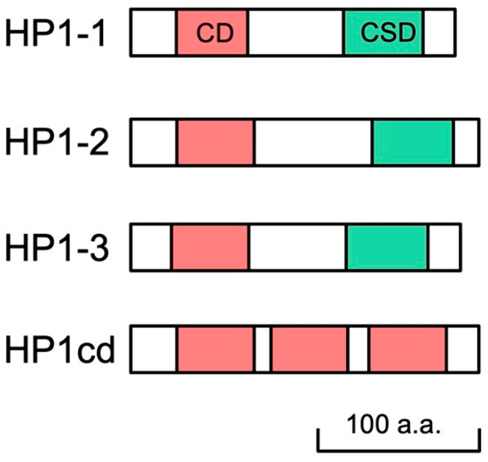 HP1-Mediated Silencing of the Doublesex1 Gene for Female Determination ...