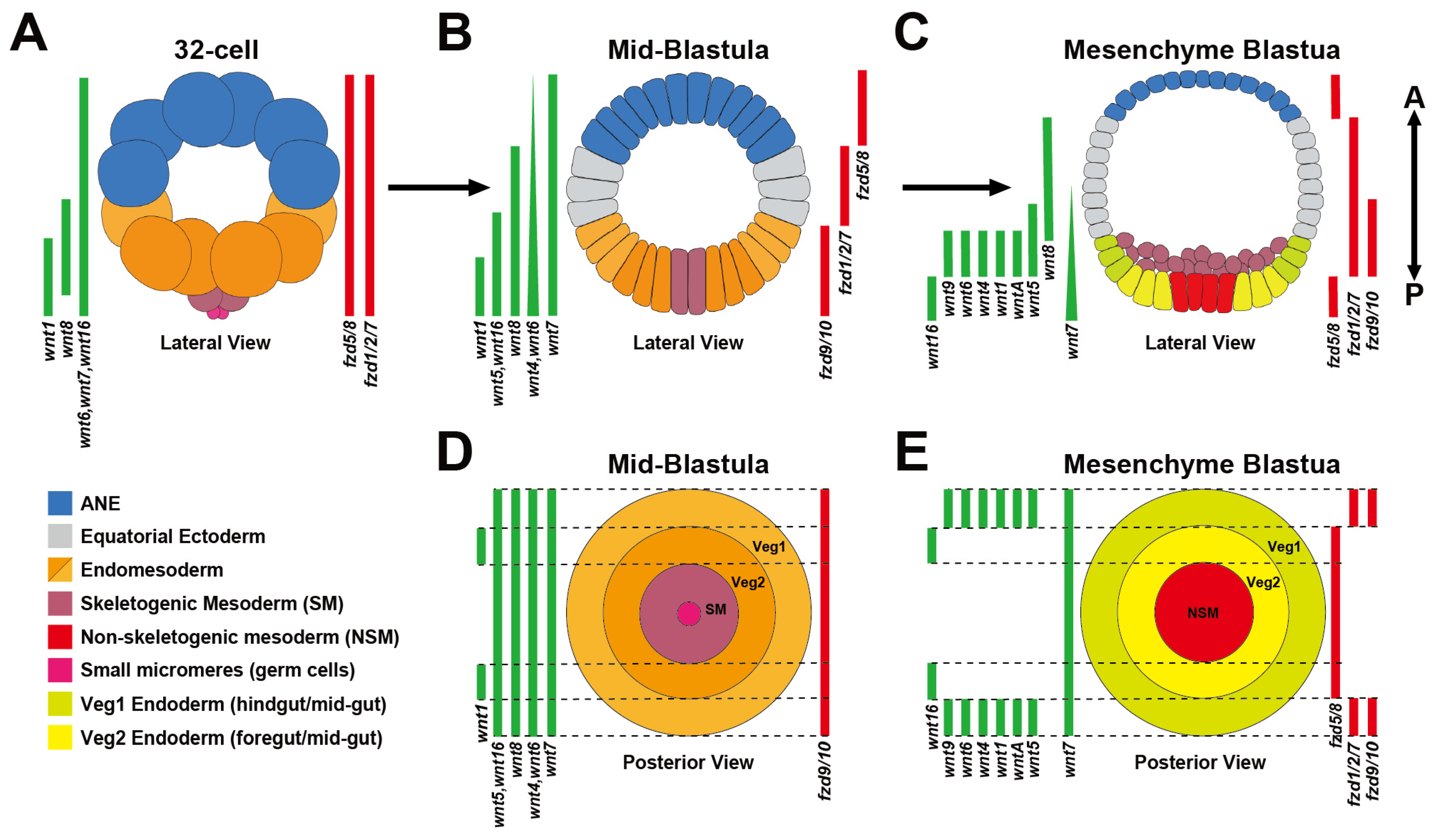 Jdb 13 00036 g002 Jdb 13 00036 g002