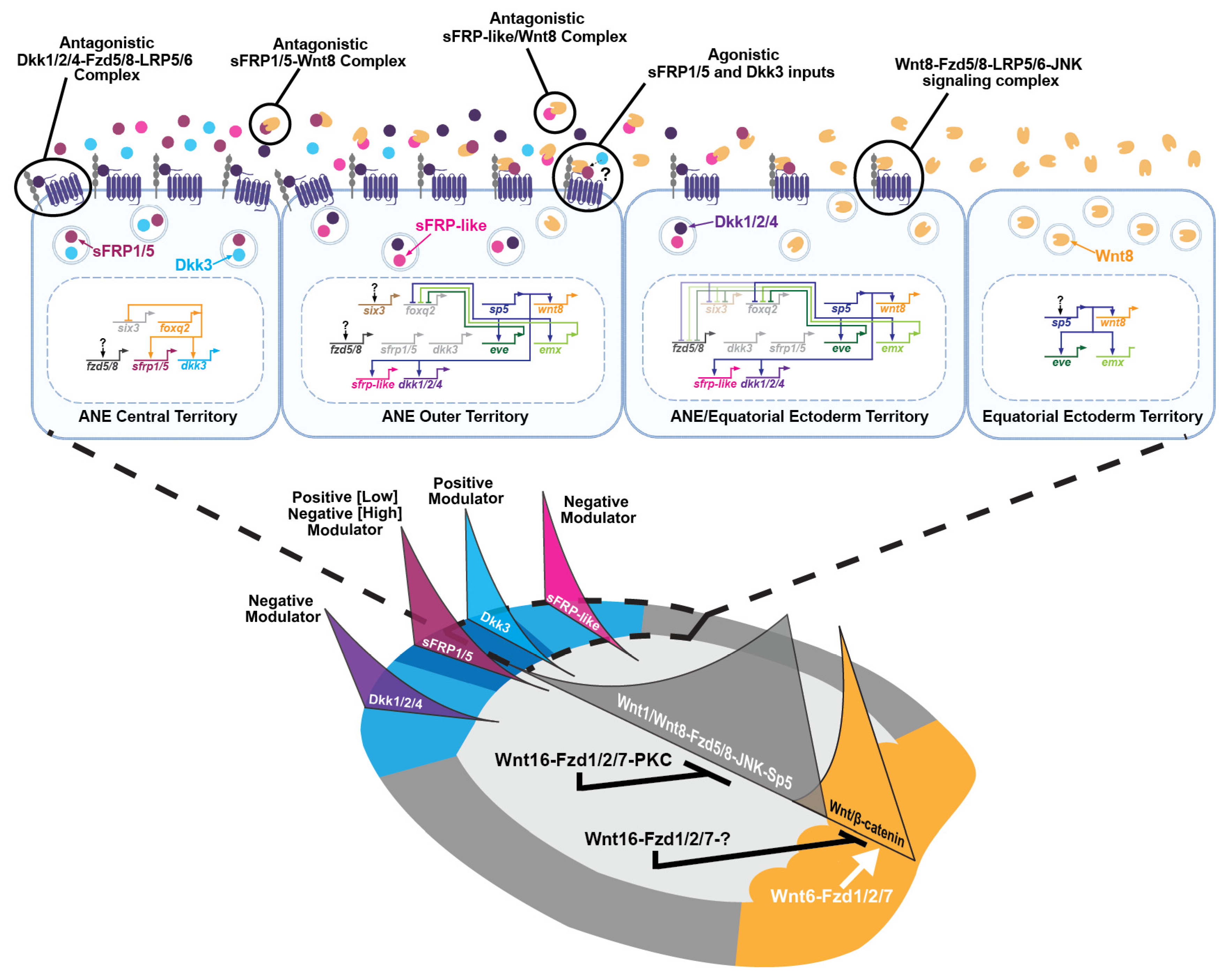 Jdb 13 00036 g005 Jdb 13 00036 g005