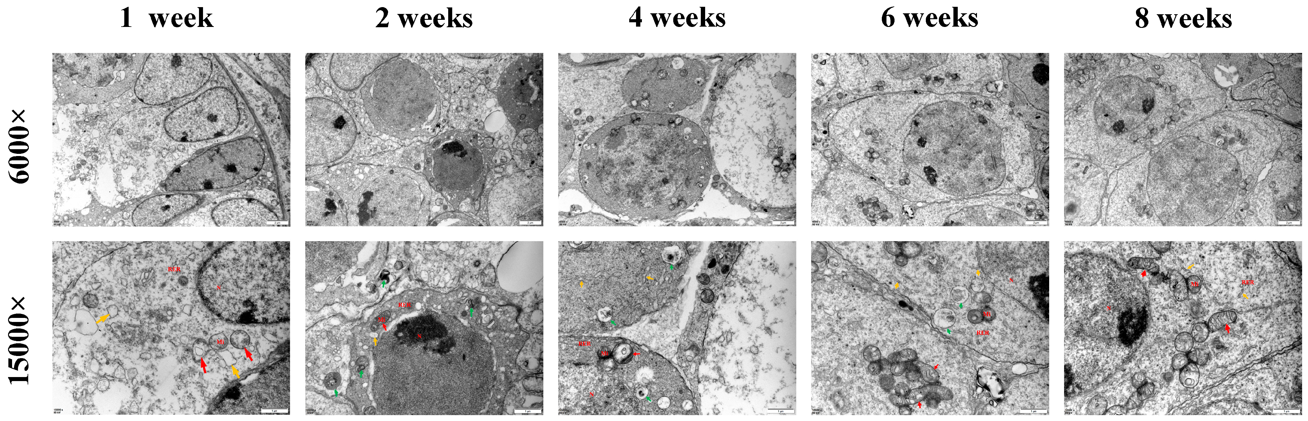 Jdb 13 00042 g003 Jdb 13 00042 g003