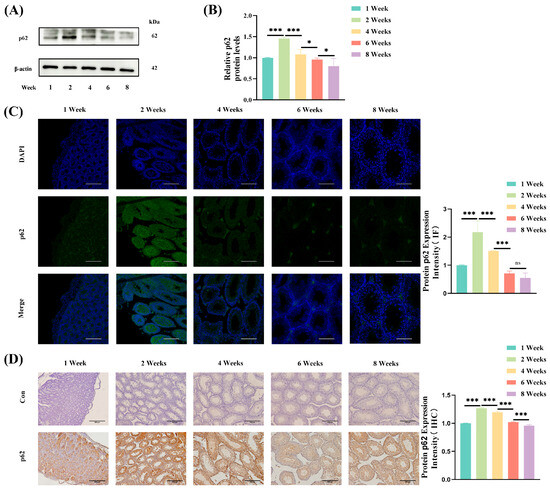 Dynamic Alterations in Testicular Autophagy in Prepubertal Mice