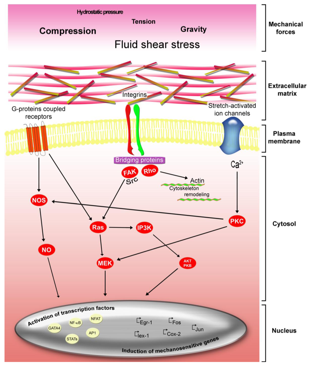 Mechanotransduction: Tuning Stem Cells Fate Biology Diagrams