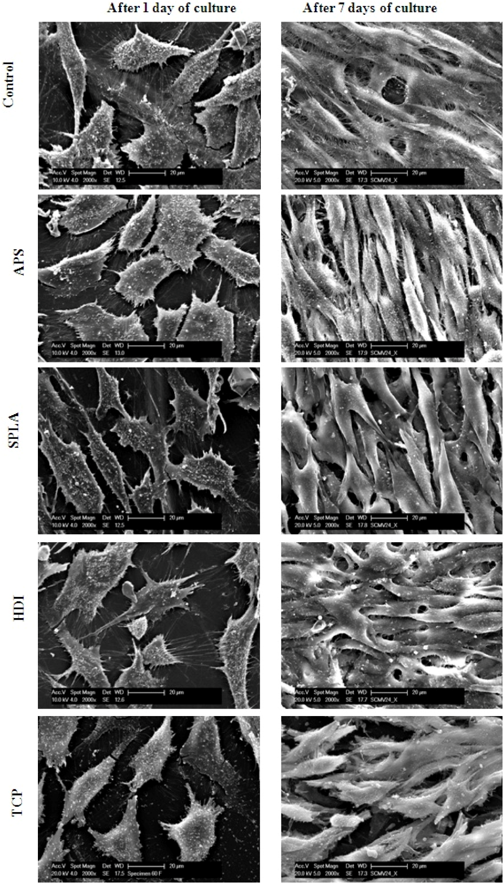 Jfb 03 00706 g007 1024