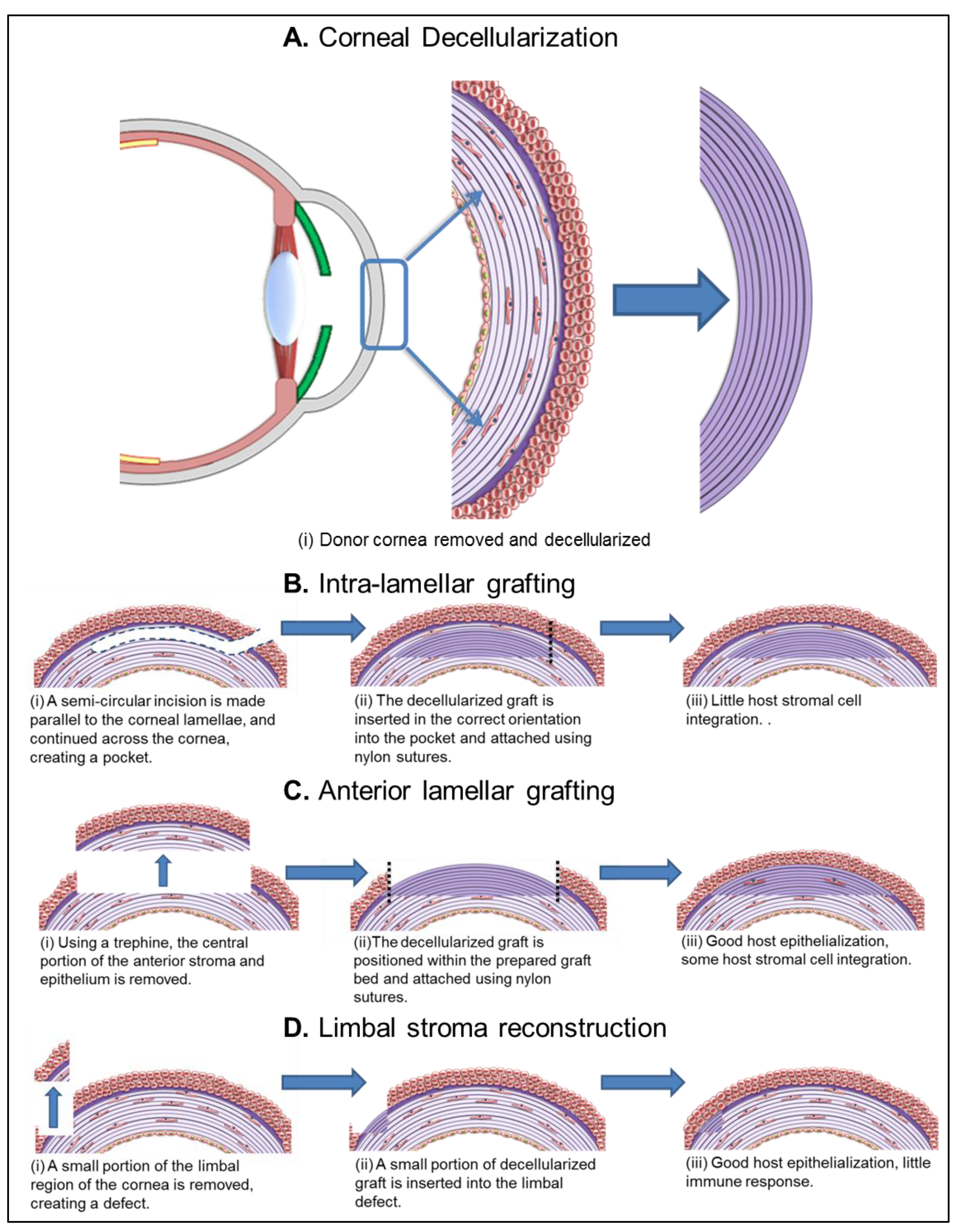 Corneal Stroma Anatomy