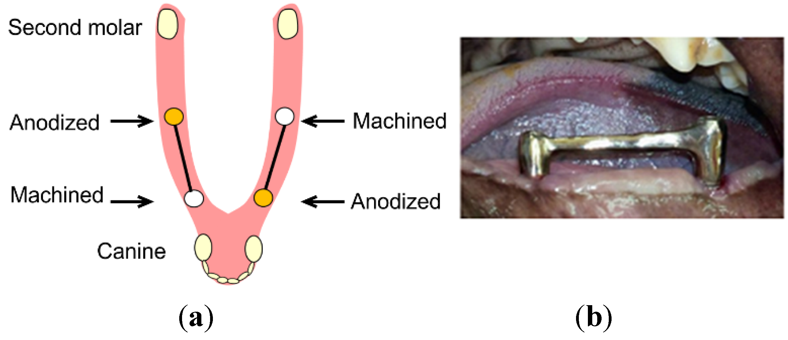 Jfb 06 00623 g005 550