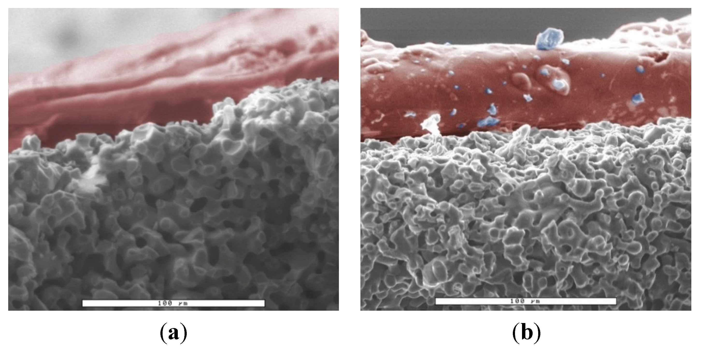 Jfb 06 01085 g006 550