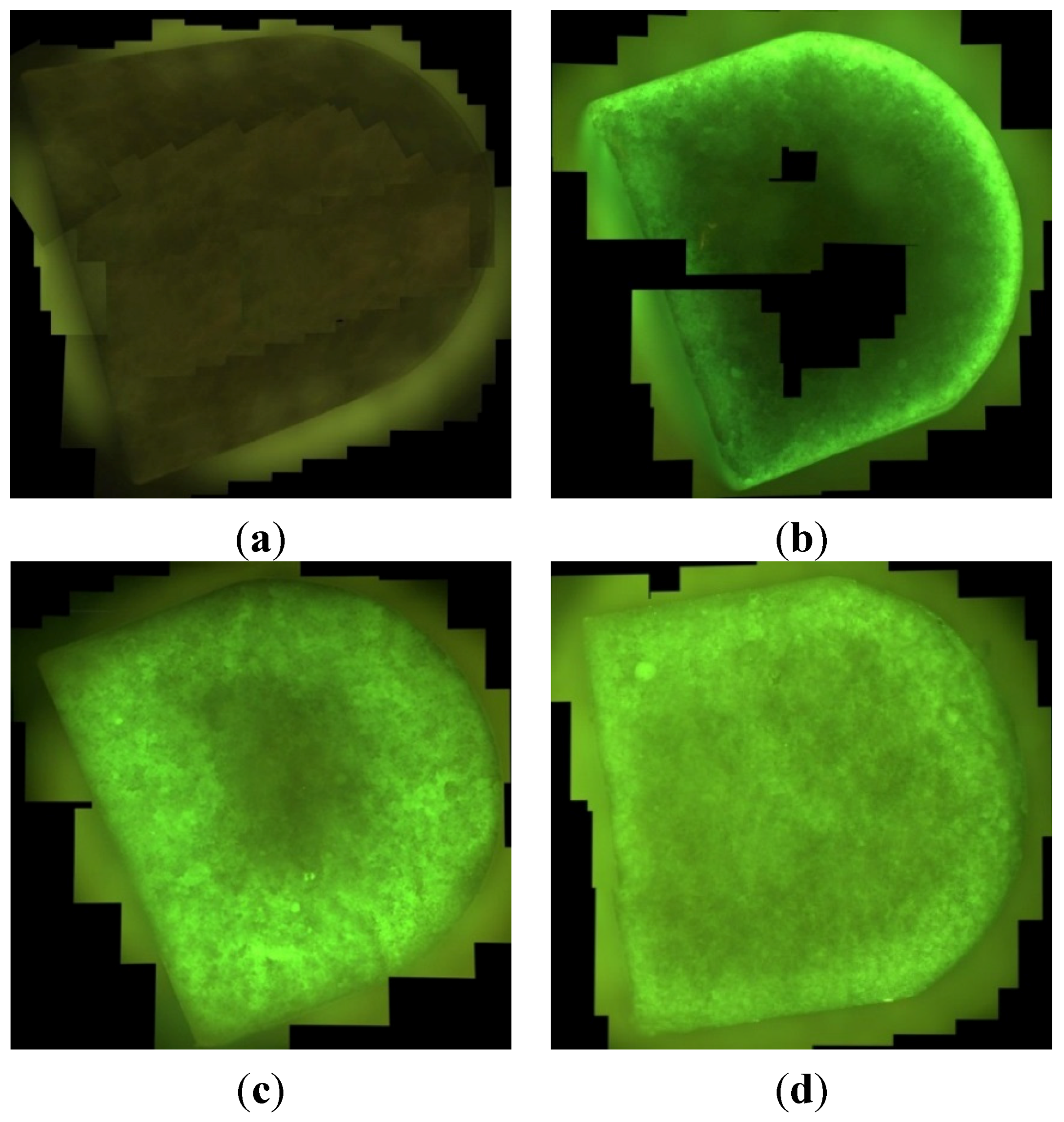 Jfb 06 01085 g007 550