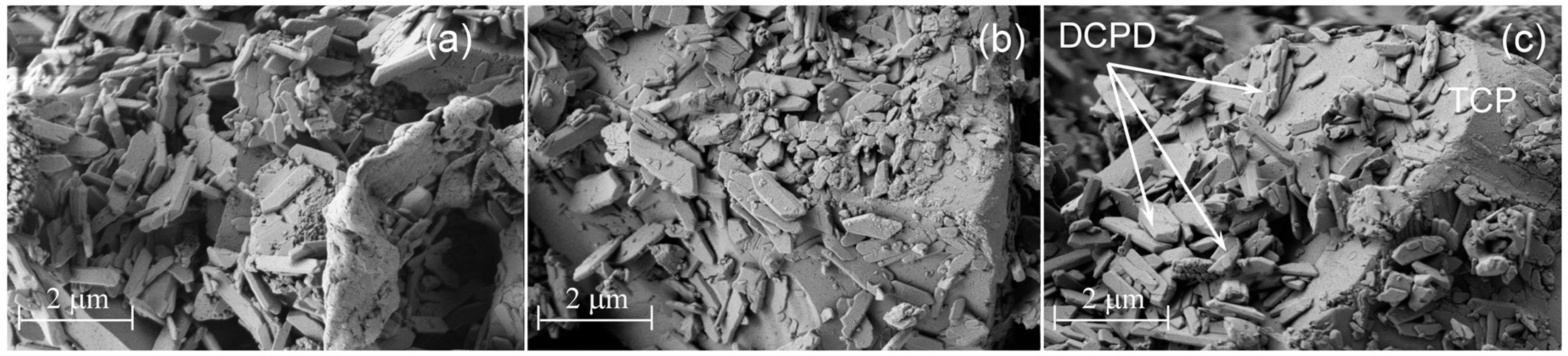 Jfb 07 00010 g006 550