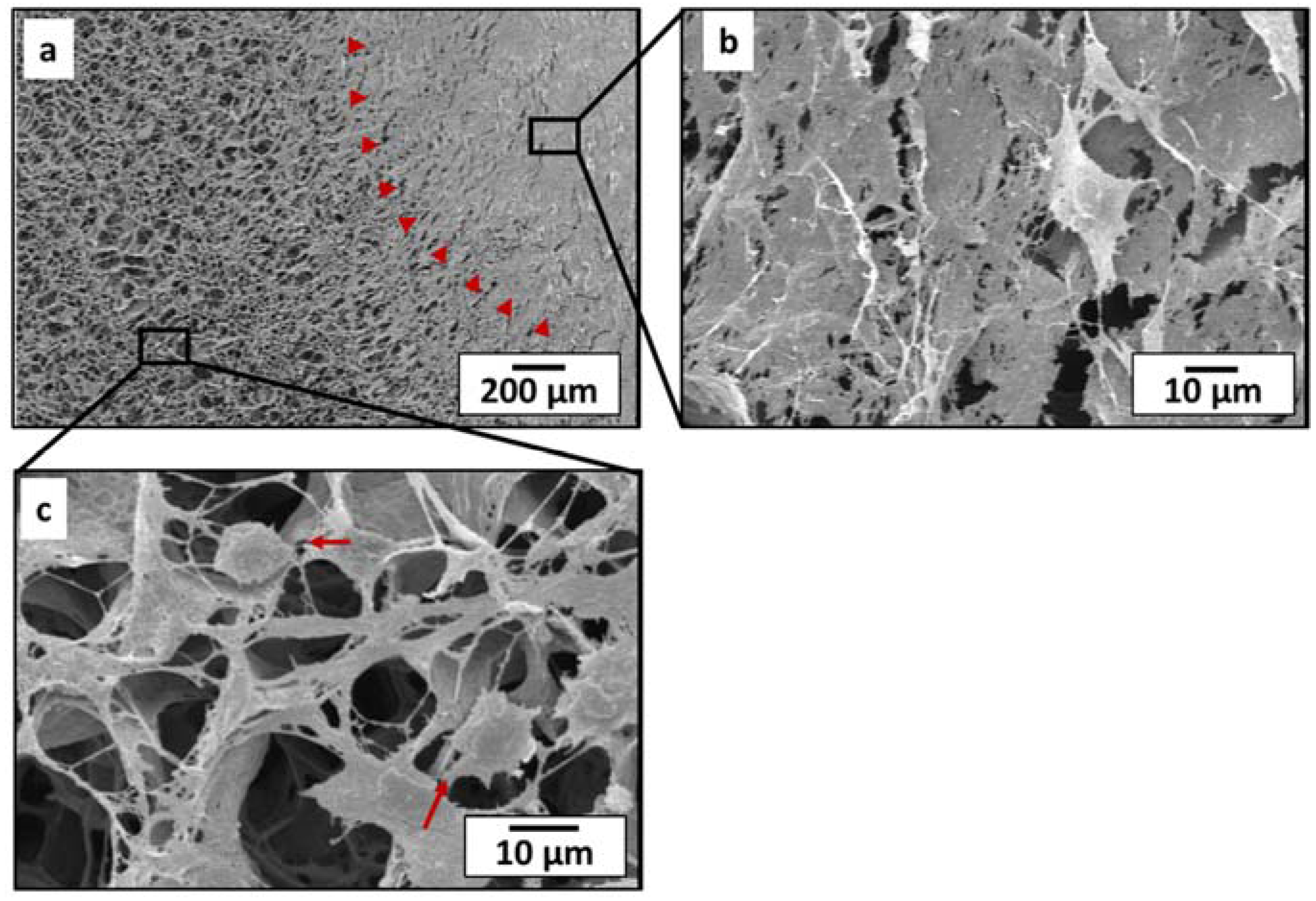 Jfb 07 00014 g002 550