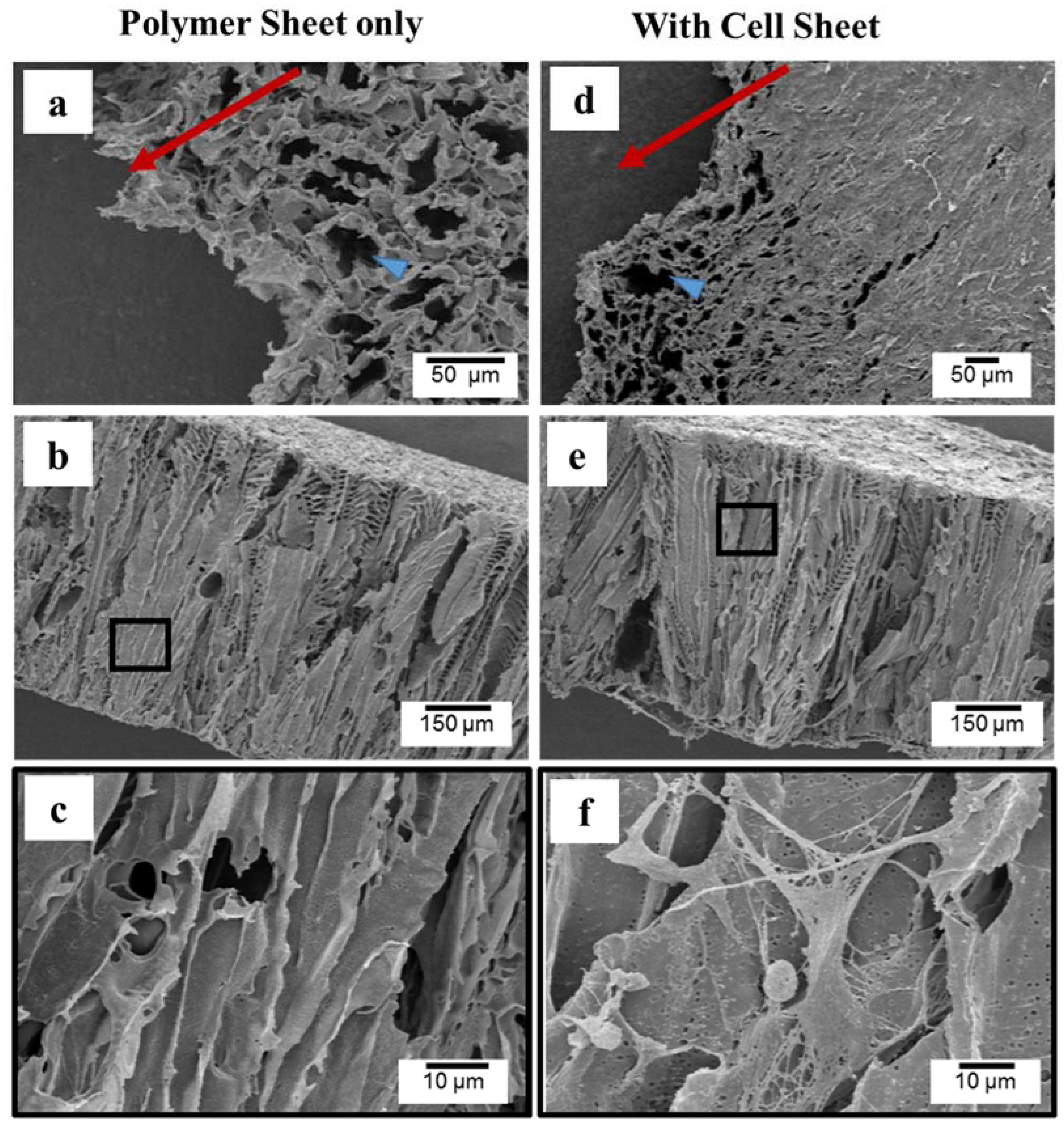 Jfb 07 00014 g006 550