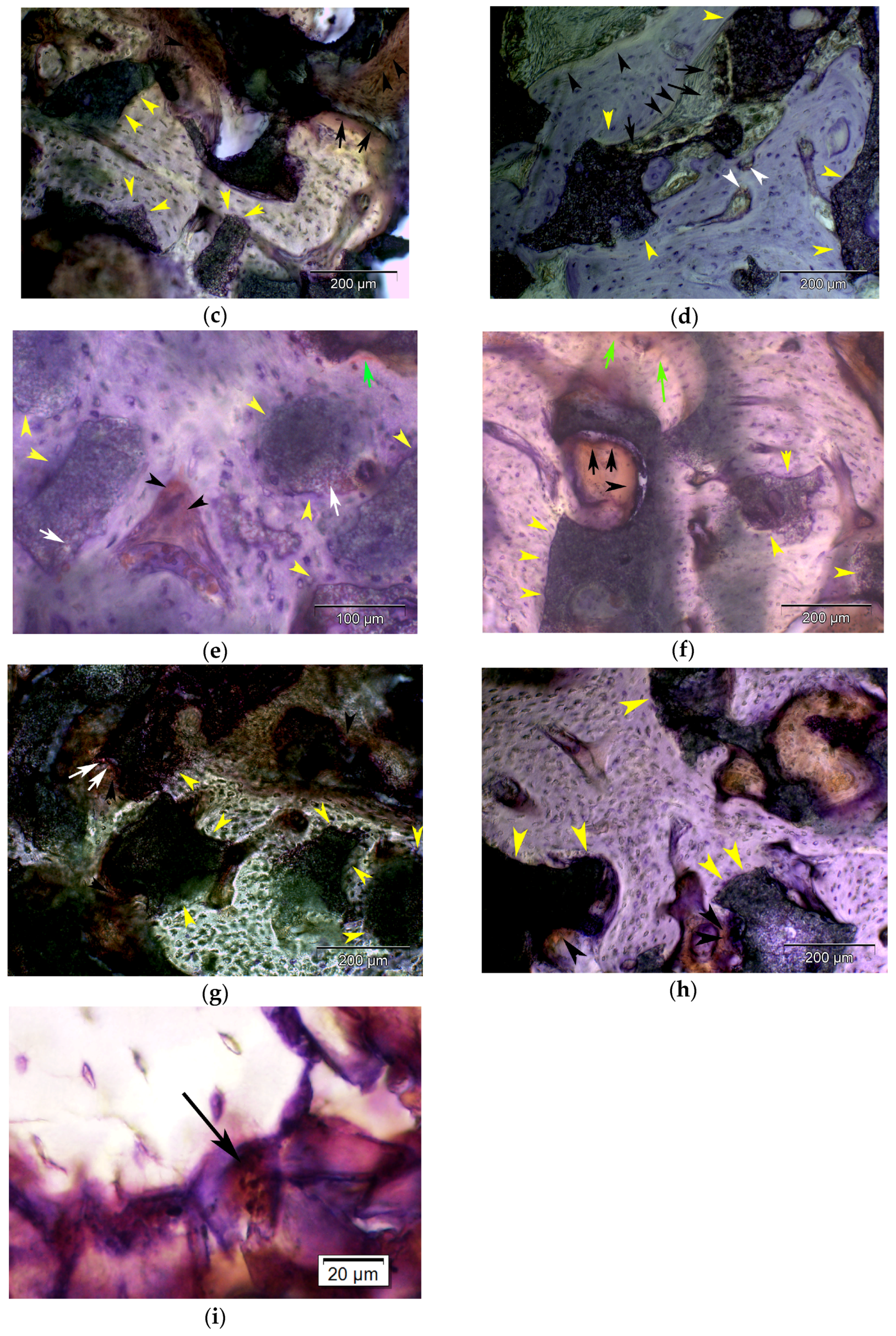 Jfb 08 00031 g007b 550