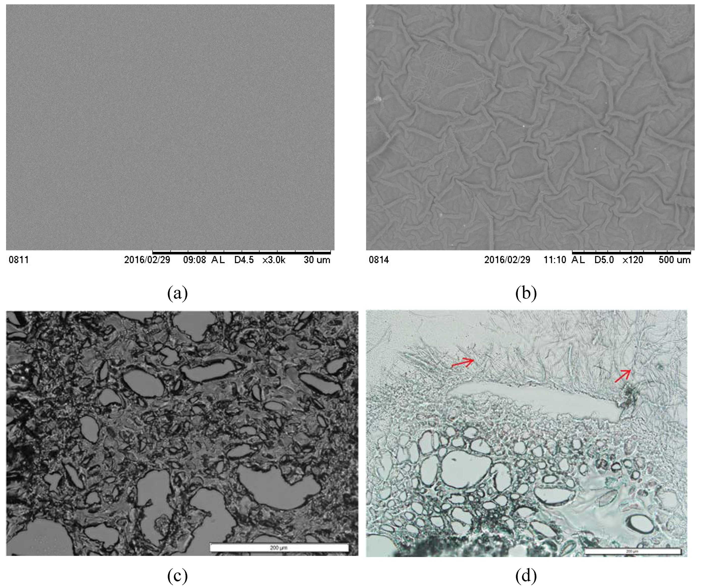 Jfb 08 00039 g003 550