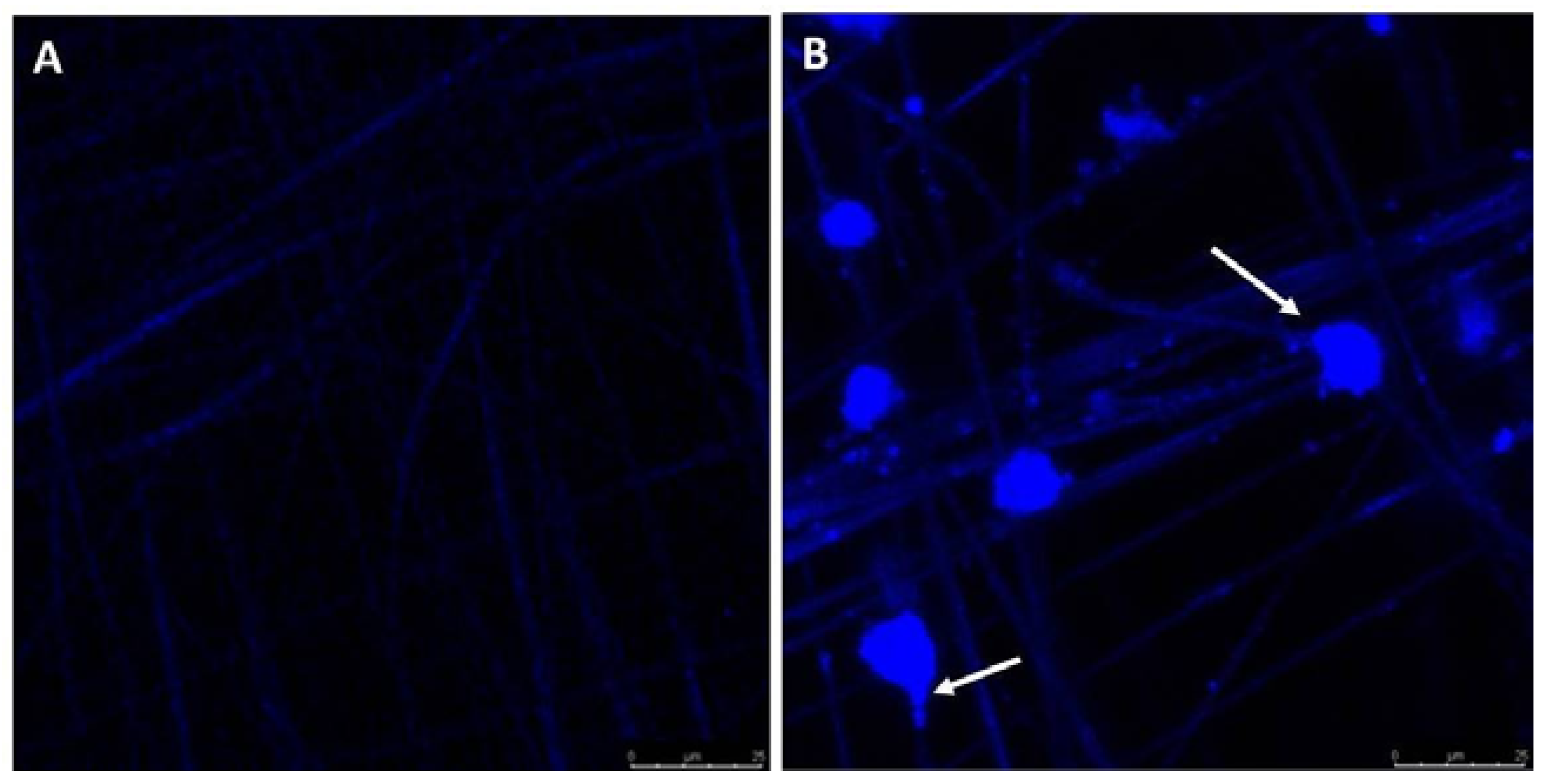 Jfb 08 00039 g008 550