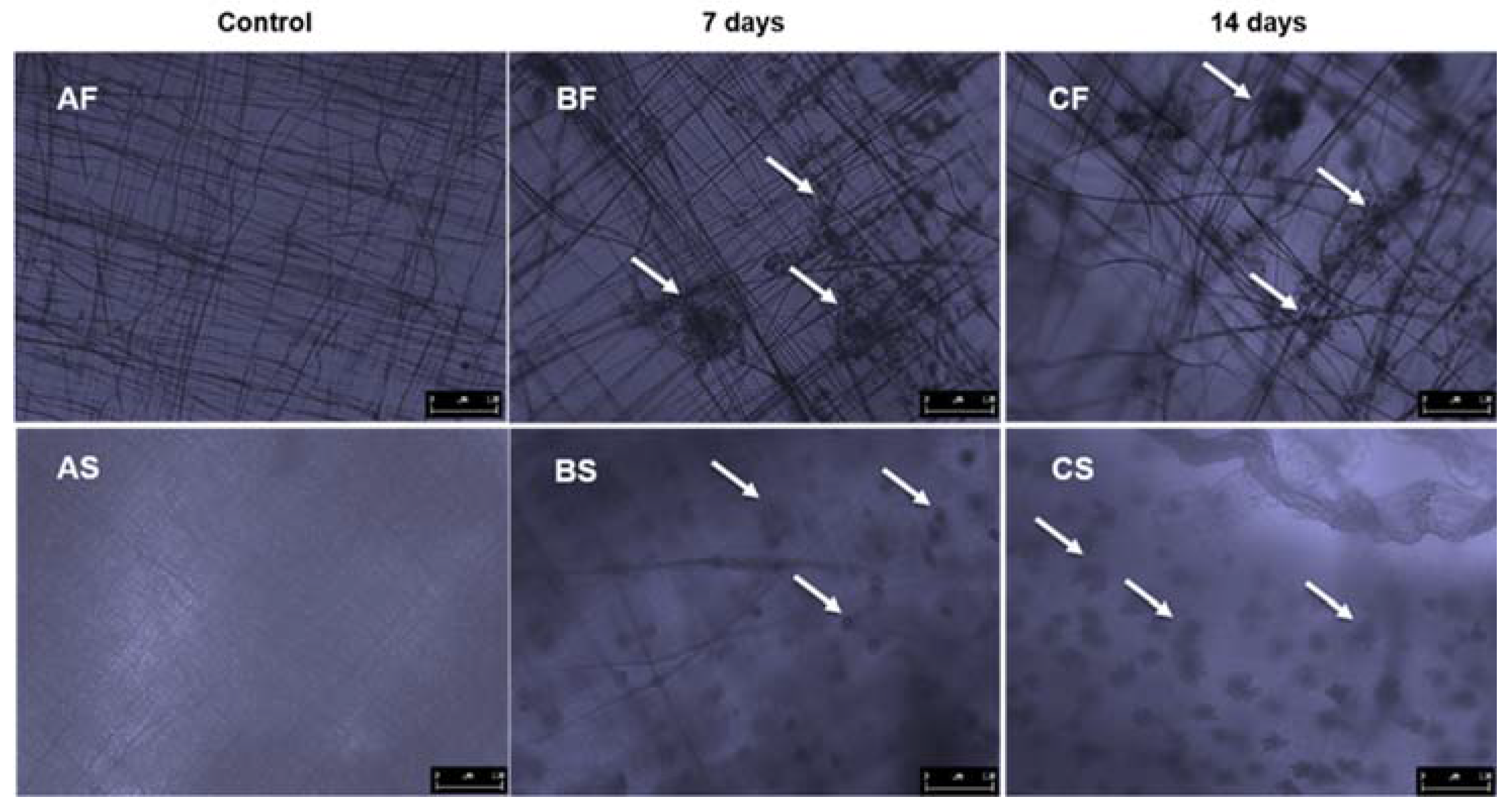 Jfb 08 00039 g009 550