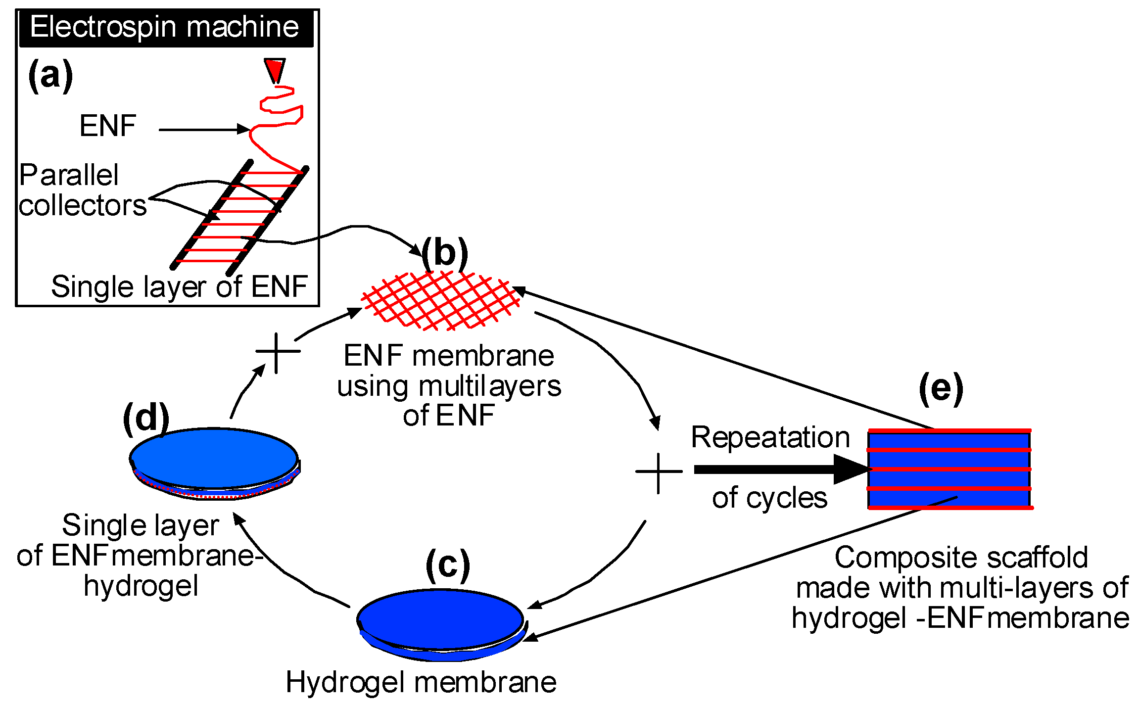 Jfb 08 00039 g012 550