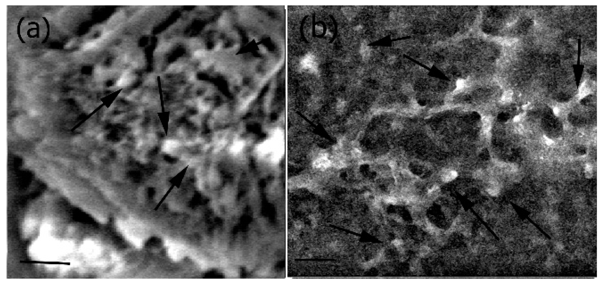 Jfb 08 00041 g008 Jfb 08 00041 g008