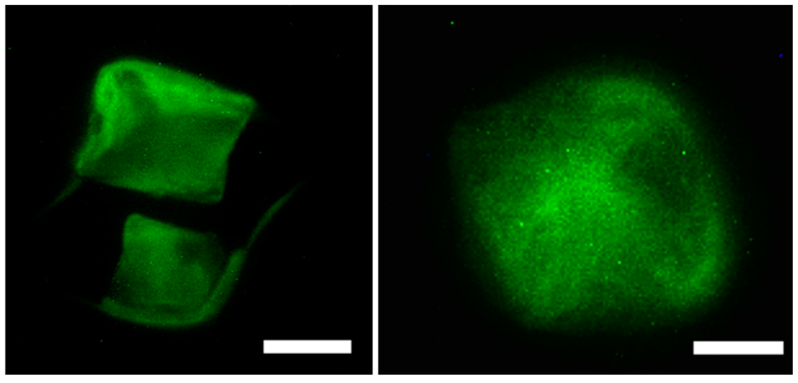 Jfb 08 00041 g009 Jfb 08 00041 g009