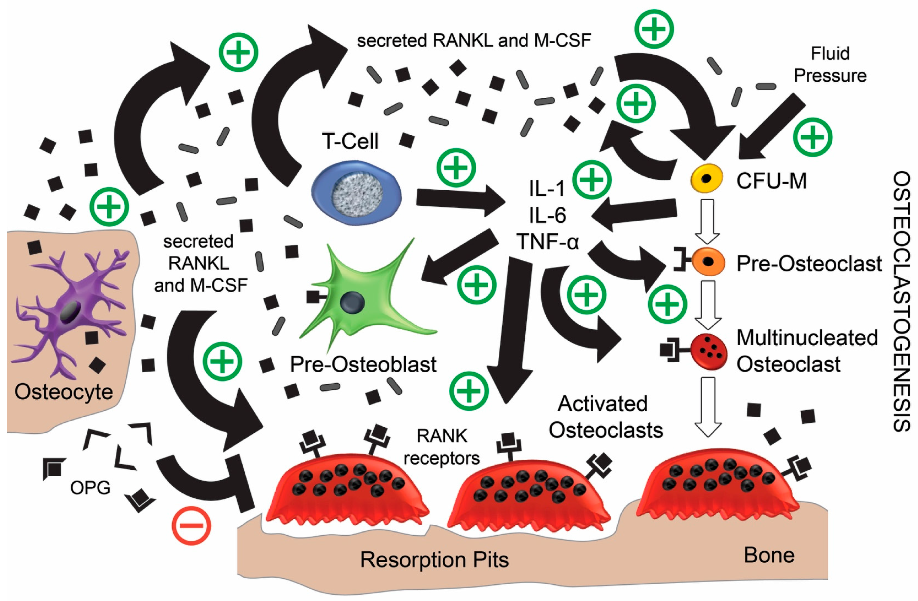 Jfb 08 00042 g002 550