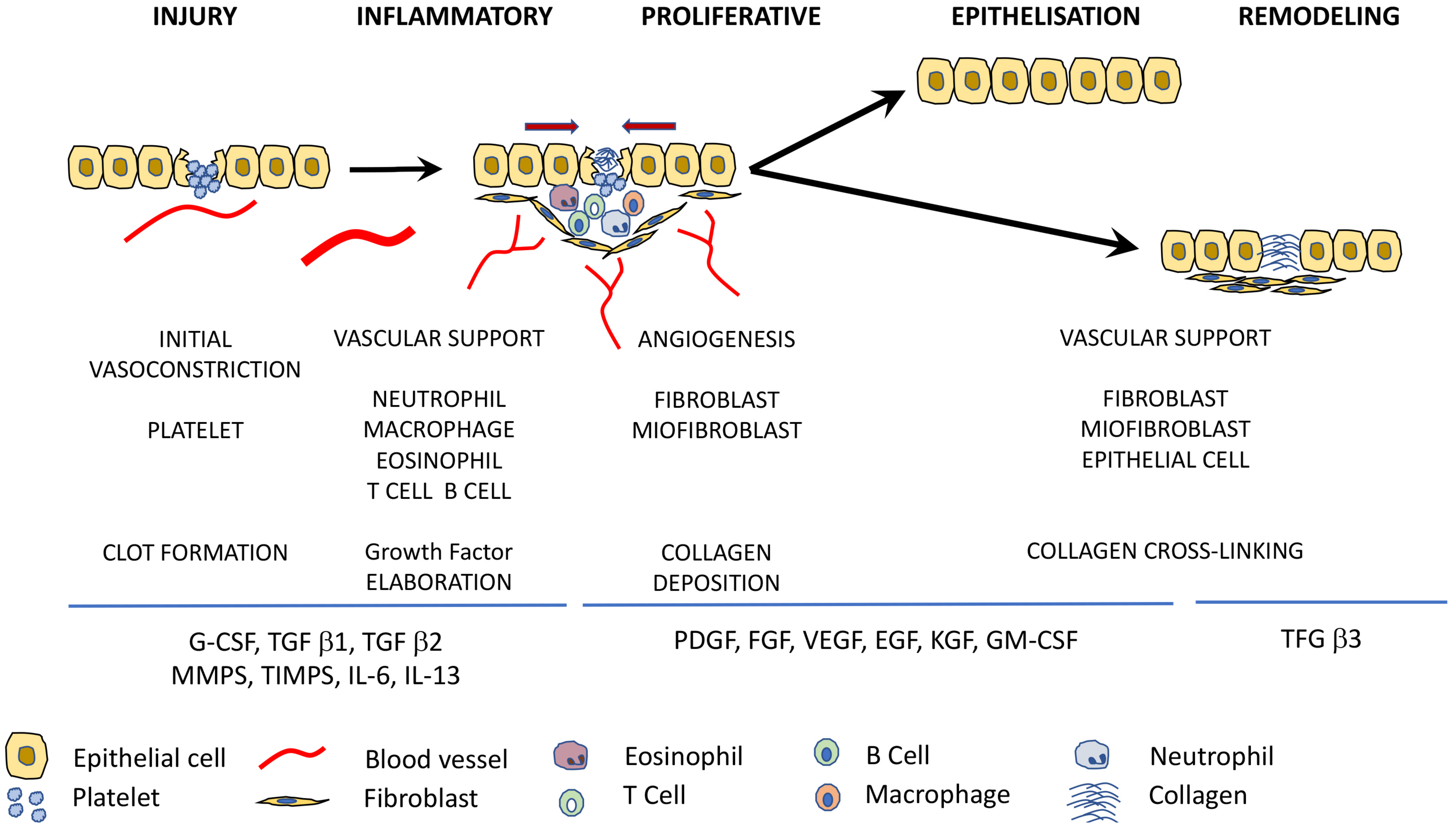 Jfb 09 00010 g001 Jfb 09 00010 g001